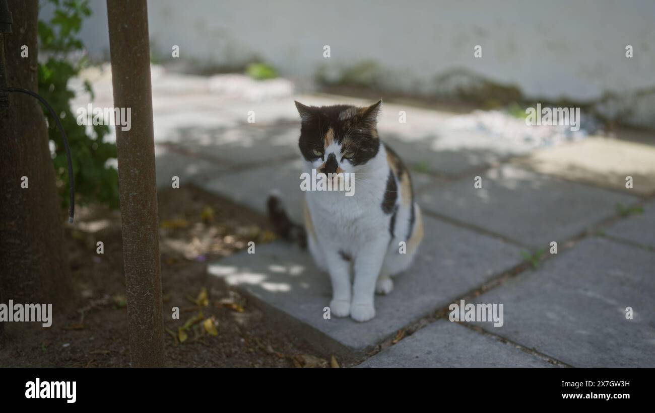 Eine Calico-Katze sitzt an einem sonnigen Tag draußen auf einem gepflasterten Gehweg, umgeben von Grün und Schatten, und strahlt Ruhe und Zufriedenheit in ihrer Natur aus Stockfoto
