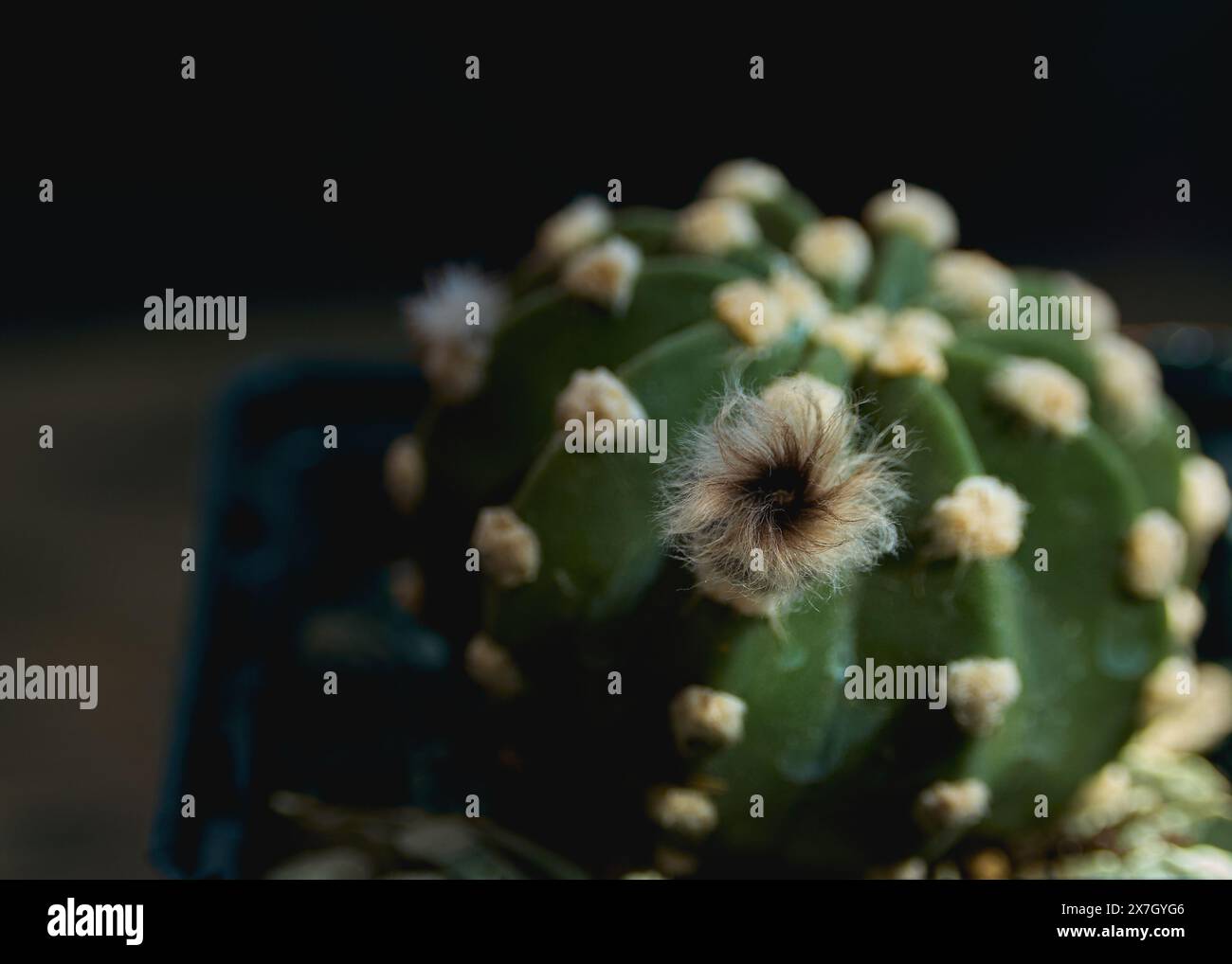 Astrophytum asterias Blütenknospen Nahaufnahme mit verschwommenem Hintergrund Stockfoto