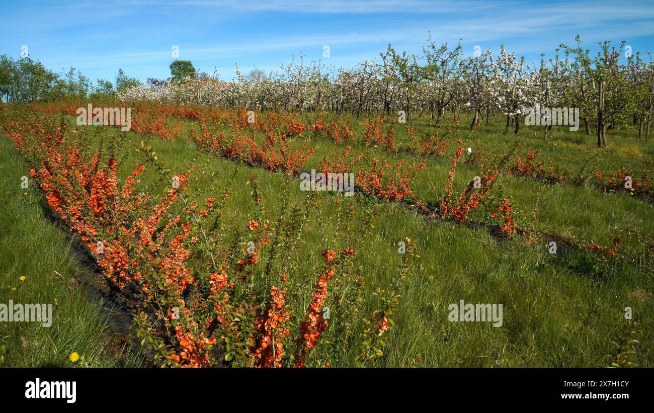 Sträucher von orange blühenden Quitten neben den weiß blühenden Apfelbäumen in einem weitläufigen Obstgarten, alle unter einem klaren blauen Himmel. Eine gärtnerische La Stockfoto