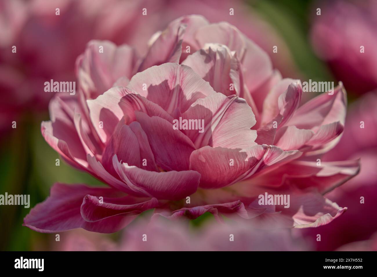 Tulpe voll Blume fiore Pieno Nahaufnahme Stockfoto