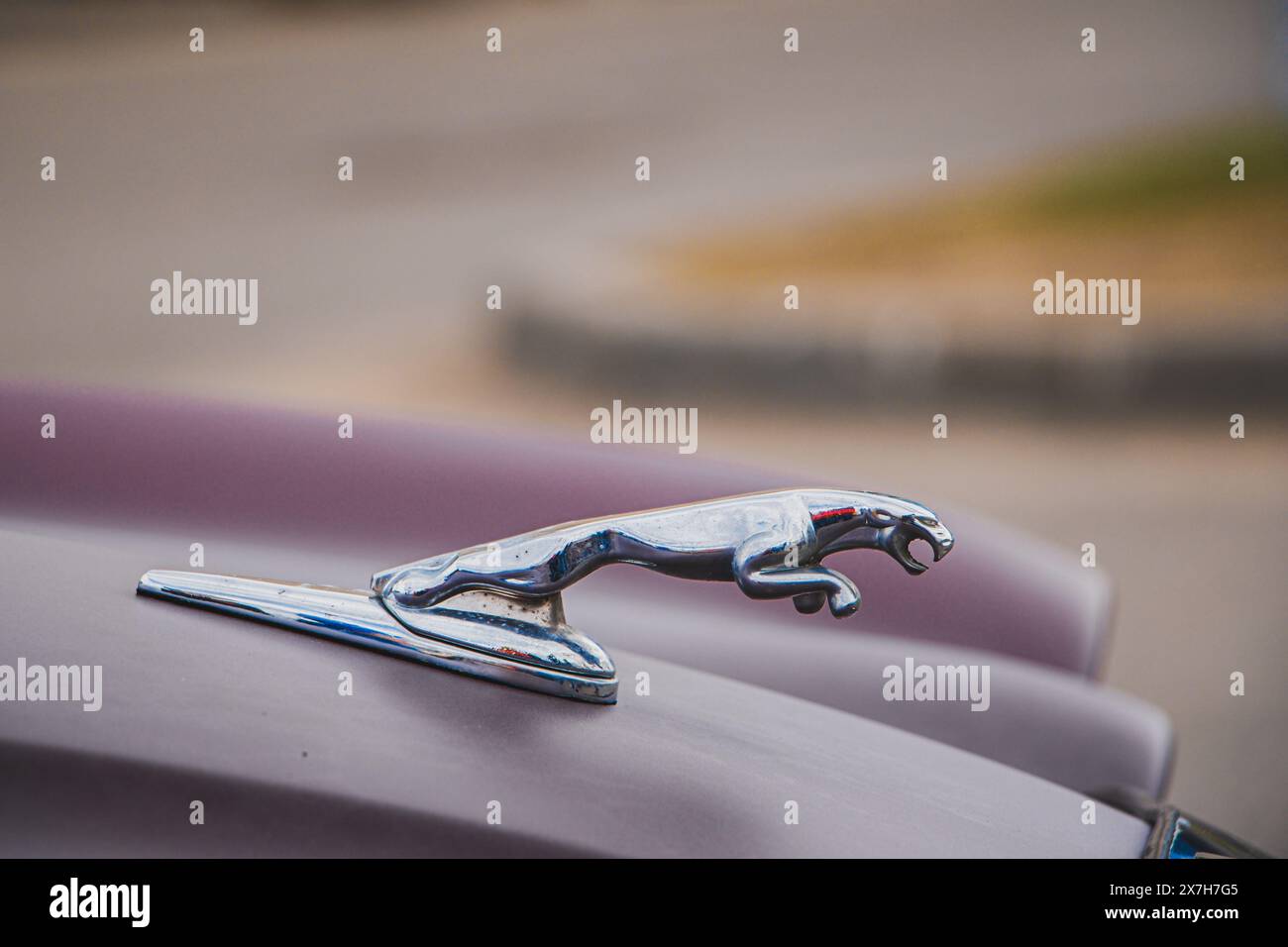 Emblem auf der Motorhaube des Autos. Retro-Jaguar. Tver, Russland: 23. April 2022. Stockfoto