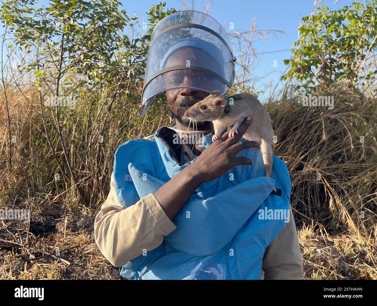 Calulo, Angola. Mai 2024. Raul Ilidio trägt den Ratte Baraka auf seiner Schulter. Das Nagetier ist eine von zwölf riesigen Hamsterratten, die unterirdische Landminen in der angolanischen Provinz Kwanza Sul für die belgische Organisation Apopo schnüffeln. Sie werden als "Heldenratten" bezeichnet, weil die Nagetiere buchstäblich Leben im Nachkriegsland Angola retten, einem der Länder mit den meisten Landminenopfern weltweit. Kristin Palitza/dpa/Alamy Live News Stockfoto