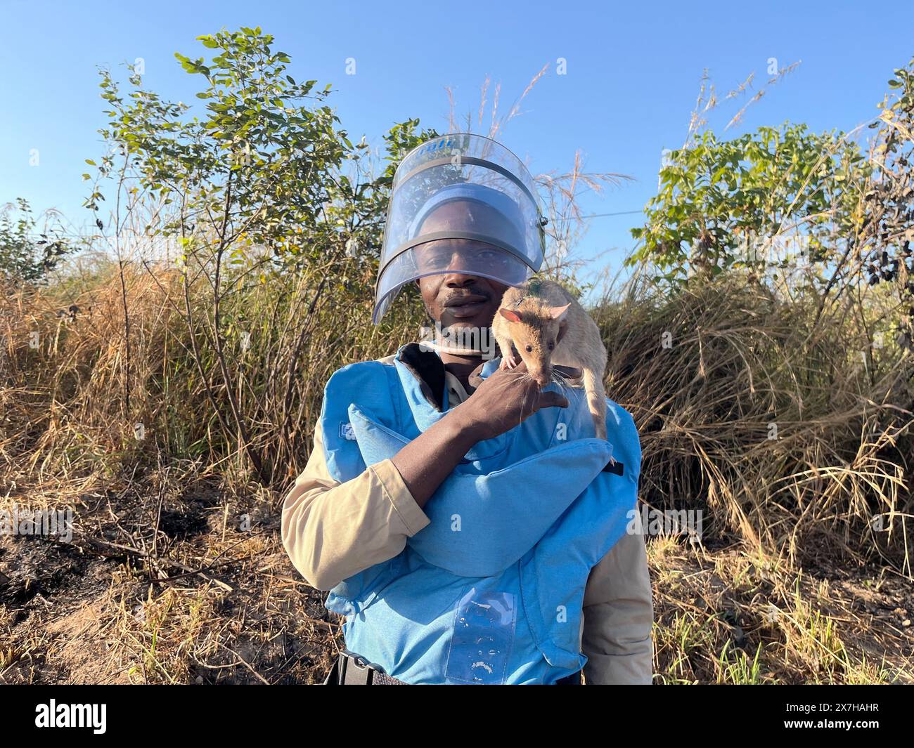 Calulo, Angola. Mai 2024. Raul Ilidio trägt den Ratte Baraka auf seiner Schulter. Das Nagetier ist eine von zwölf riesigen Hamsterratten, die unterirdische Landminen in der angolanischen Provinz Kwanza Sul für die belgische Organisation Apopo schnüffeln. Sie werden als "Heldenratten" bezeichnet, weil die Nagetiere buchstäblich Leben im Nachkriegsland Angola retten, einem der Länder mit den meisten Landminenopfern weltweit. Kristin Palitza/dpa/Alamy Live News Stockfoto