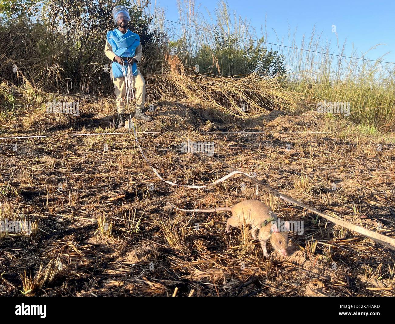 Calulo, Angola. Mai 2024. "Rattenführer" Raul Ilidio benutzt Rat Baraka, der mit einem Gurtzeug ausgestattet ist, auf einem Minenfeld. Das Nagetier ist eine von zwölf riesigen Hamsterratten, die unterirdische Landminen in der angolanischen Provinz Kwanza Sul für die belgische Organisation Apopo schnüffeln. Sie werden als „Heldenratten“ bezeichnet. Kristin Palitza/dpa/Alamy Live News Stockfoto