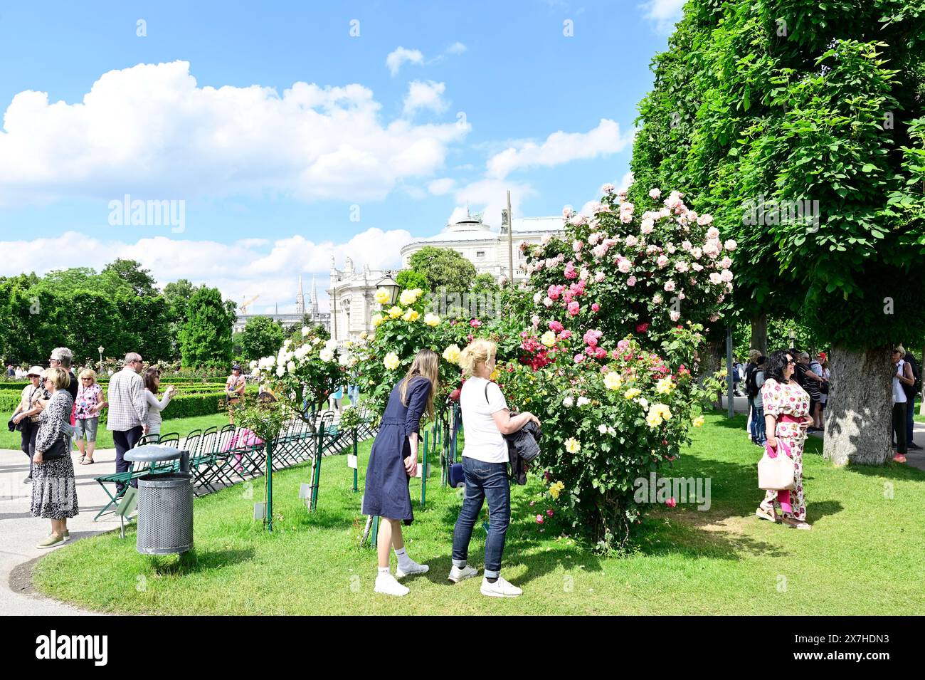Wien, Österreich. Rosenblüte im Wiener Volksgarten Stockfoto