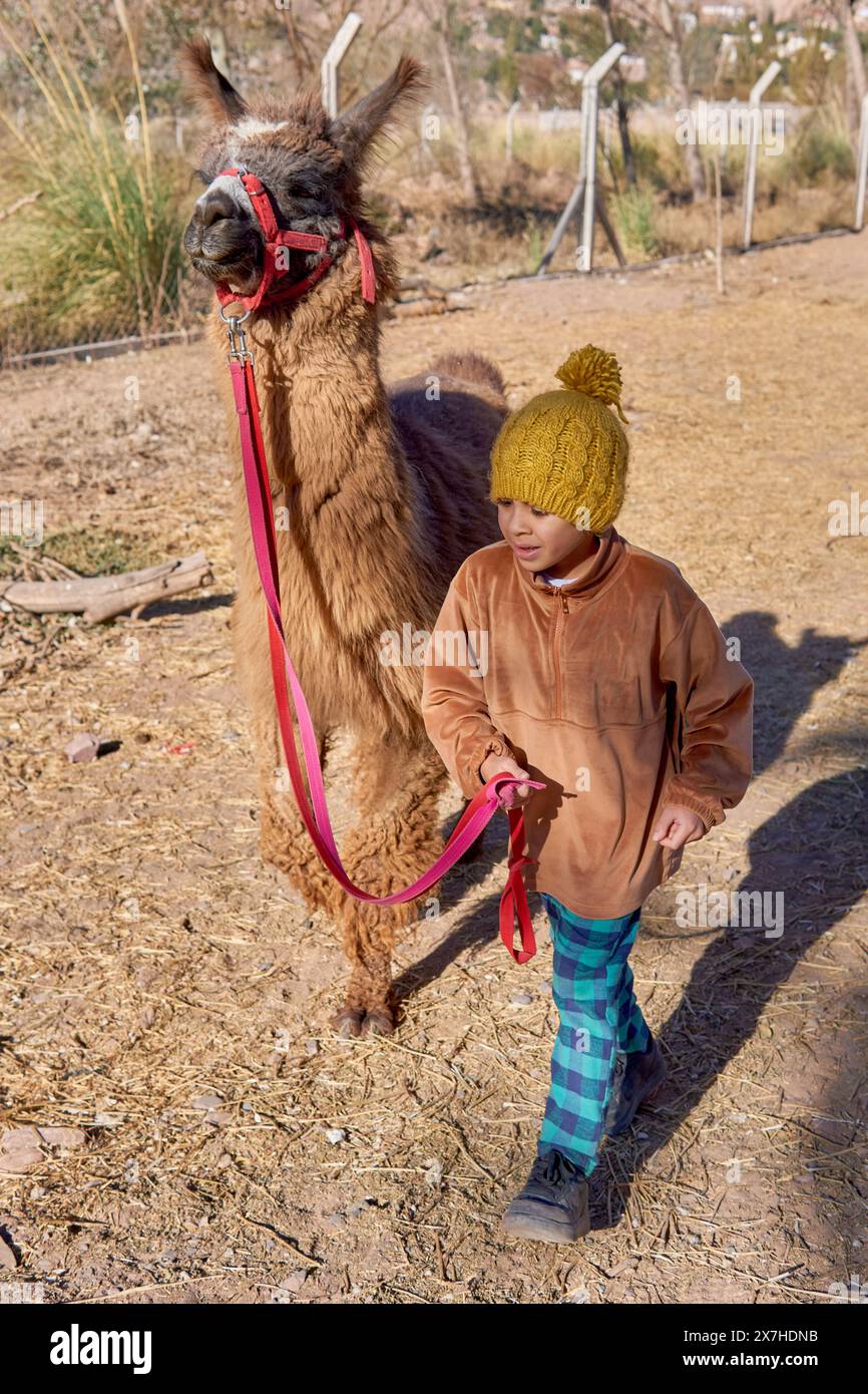 latein-Junge mit einem braunen Lama mit einem Seil auf einem Winterurlaub-Ausflug in Purmamarca, Argentinien. Stockfoto