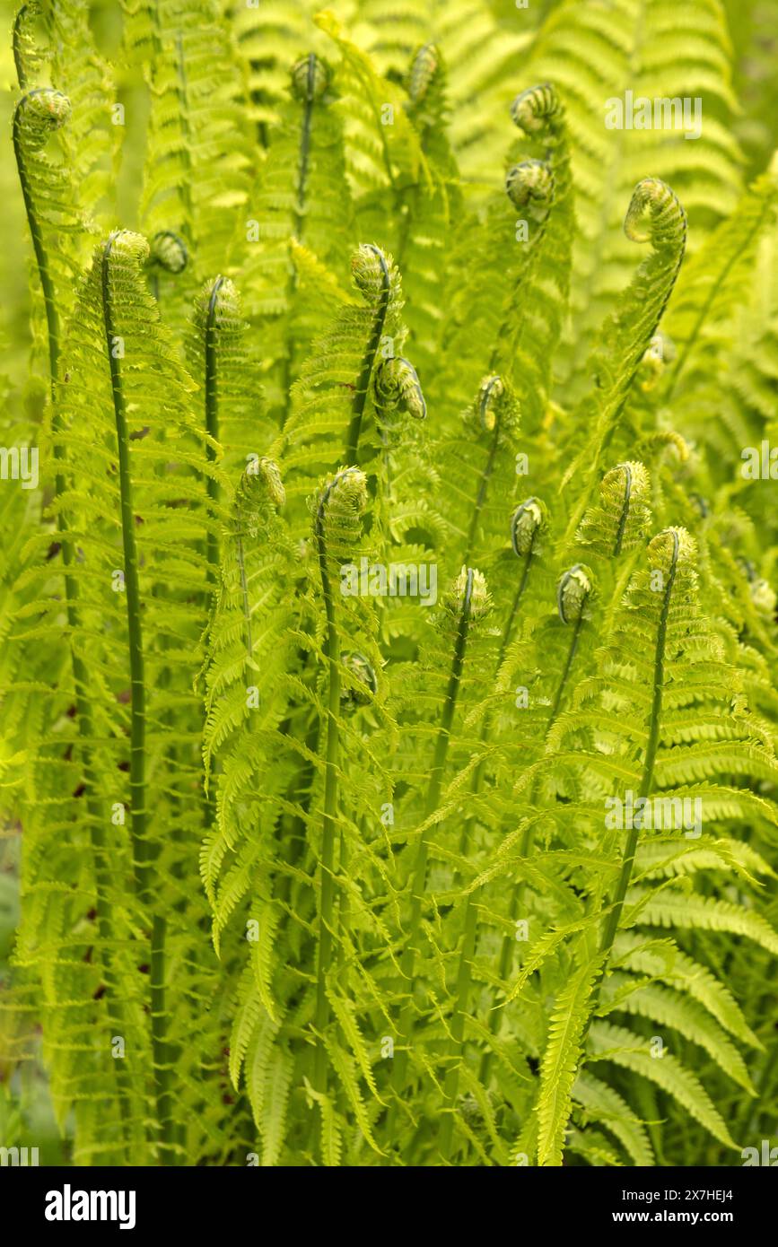 Farnsprossen (Pteridium aquilinum) in den Gärten von Holker Hall, Grange-over-Sands, Cumbria, Lake District National Park, England, Großbritannien. Stockfoto