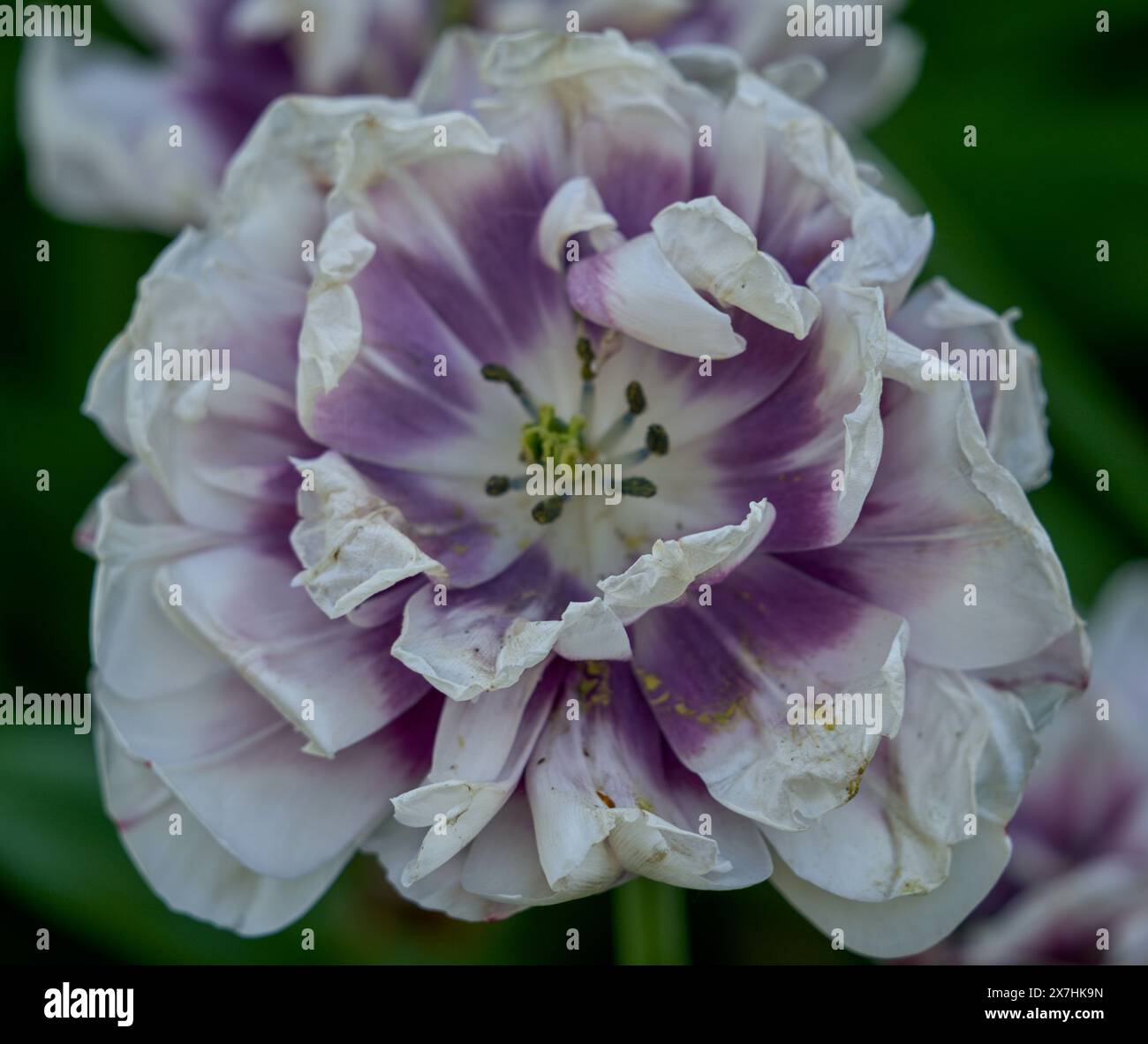 Tulpe voll Blume fiore Pieno Nahaufnahme Stockfoto