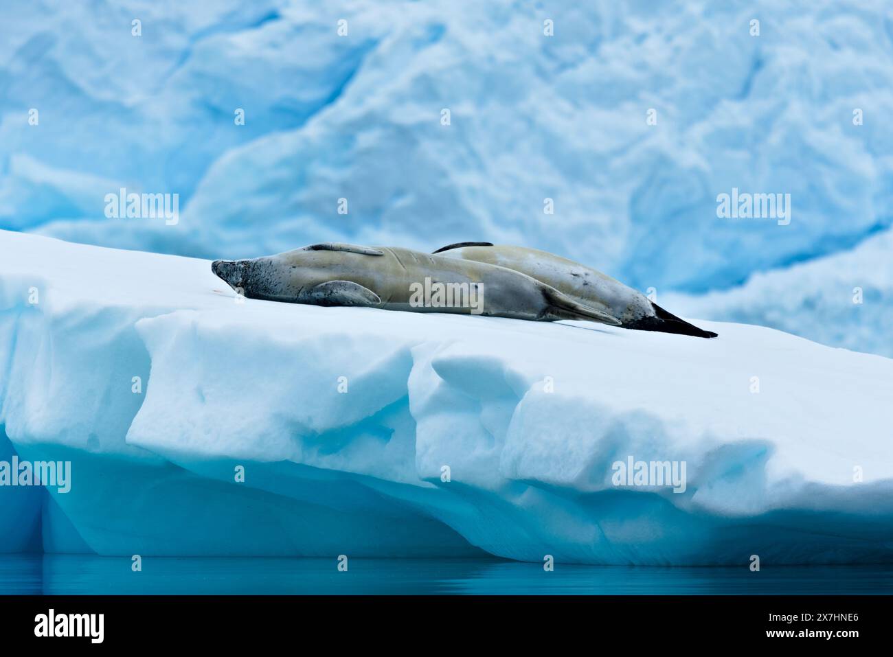 Robben, die auf Eisberg - Antarktis chillen Stockfoto