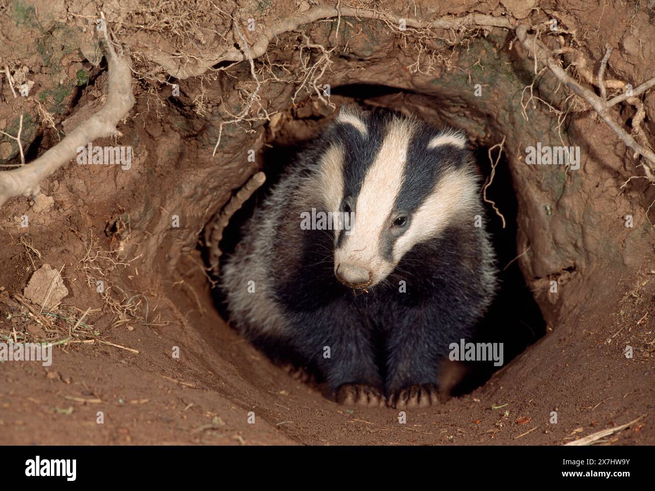 Badger (Meles meles) Jungtier am Sett Entrance, Berwickshire, Scottish Borders, Schottland, Juni Stockfoto
