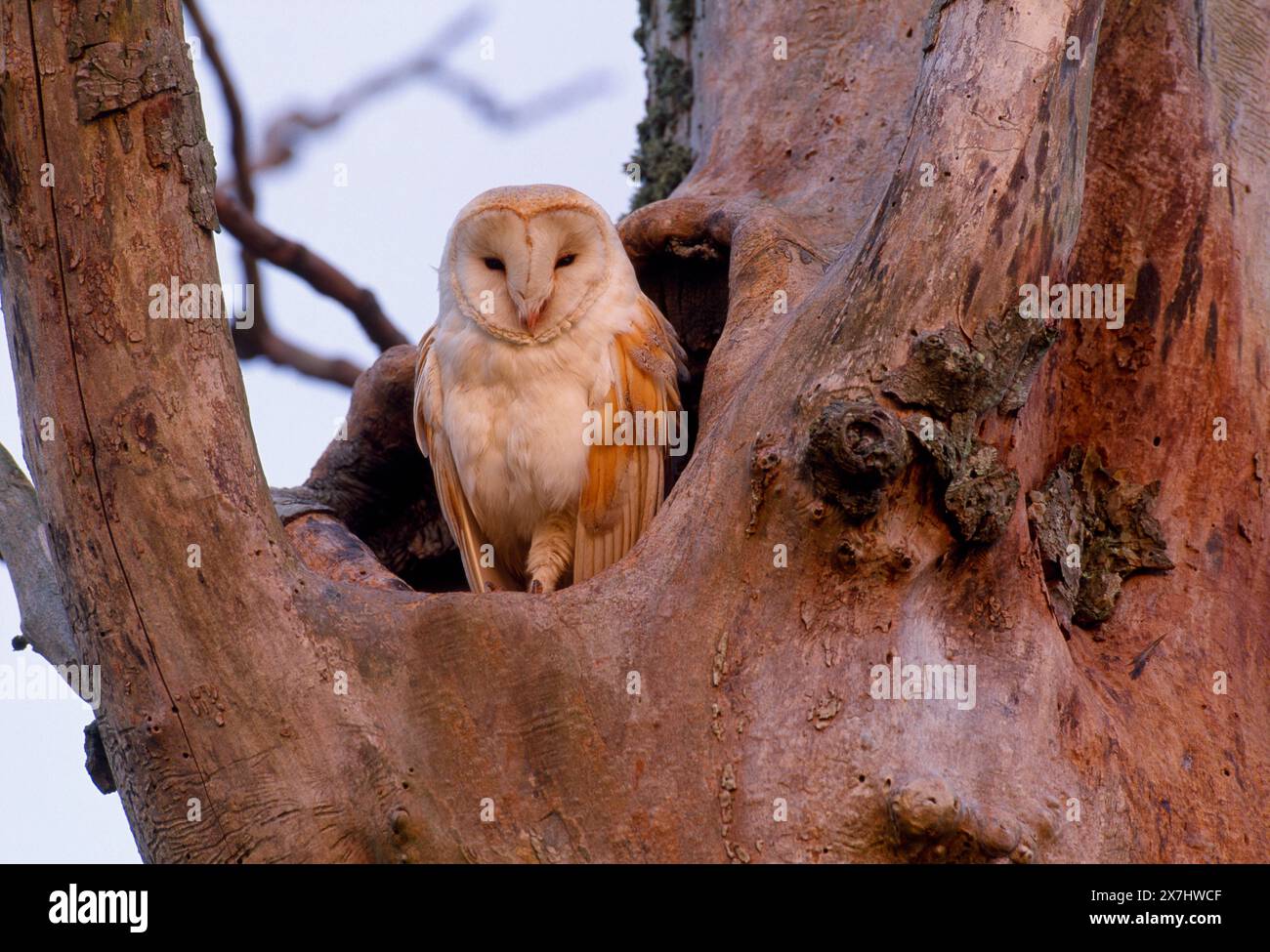 Scheuneneule (Tyto alba) Erwachsener am Eingang zur Nesthöhle in toter Heckenulme im frühen Morgenlicht, kurz nach Sonnenaufgang, Berwickshire, Schottland Stockfoto