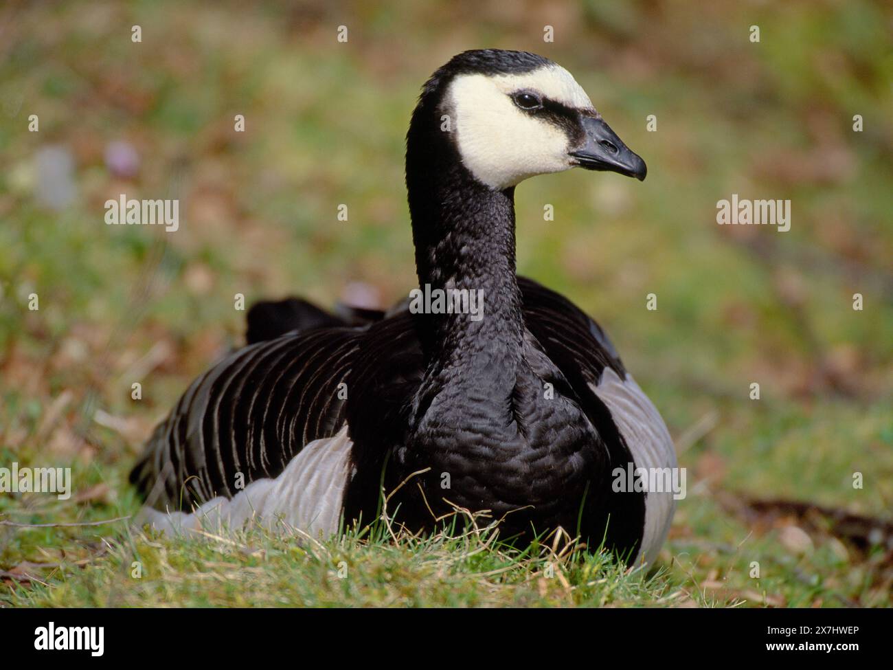 Barnacle Goose (Branta leucopsis) Individuum, das zwischen den Weiden im RSPB Loch Gruinart Reserve auf der Insel Islay, Islay, ruht Stockfoto