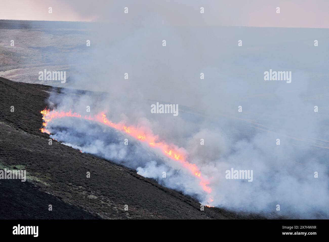 Muir Burning - kontrollierte Verbrennung von reifer Lingsheide (Calluna vulgaris) im Frühjahr auf bewirtschaftetem Moor. Stockfoto