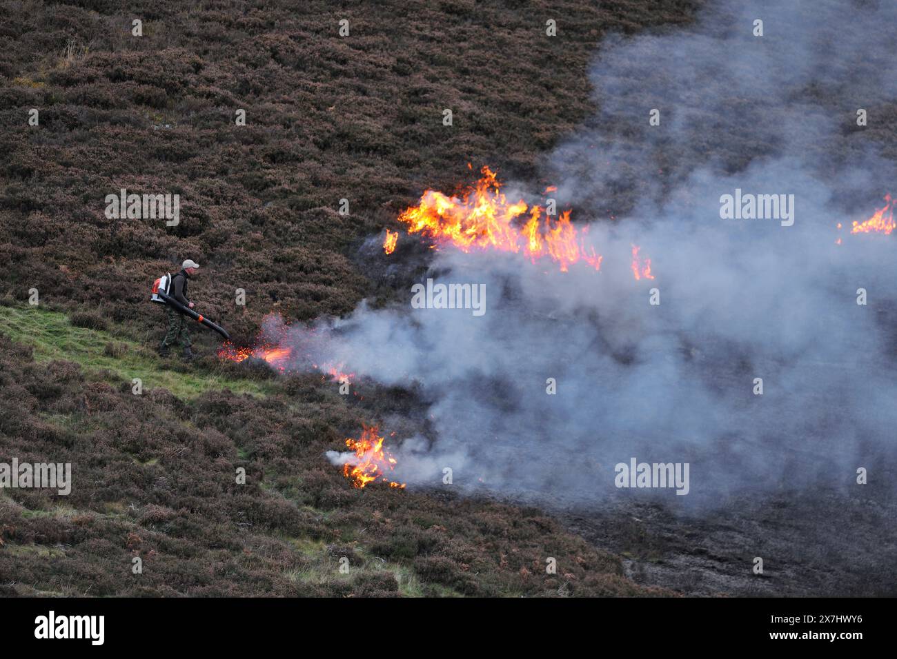 Muir Burning - kontrollierte Verbrennung von reifer Lingsheide (Calluna vulgaris) im Frühjahr auf bewirtschaftetem Moor. Stockfoto