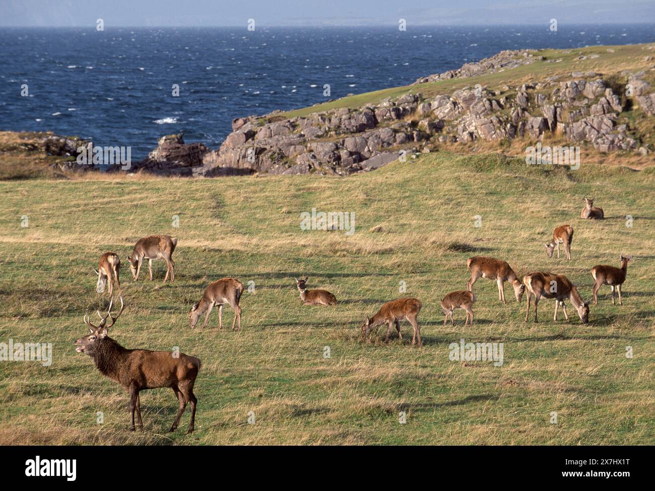 Rothirsch (Cervus elaphus) Hirsch mit Harem von Hintern in der Bruntsaison Stockfoto