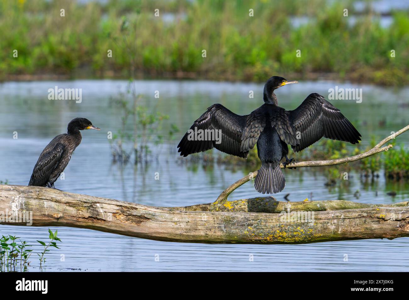 Jungkormoran (Phalacrocorax carbo), der auf einem umgestürzten Baumstamm im Teich sitzt und sich ausdehnt, um im Frühjahr nasse Federn zu trocknen Stockfoto