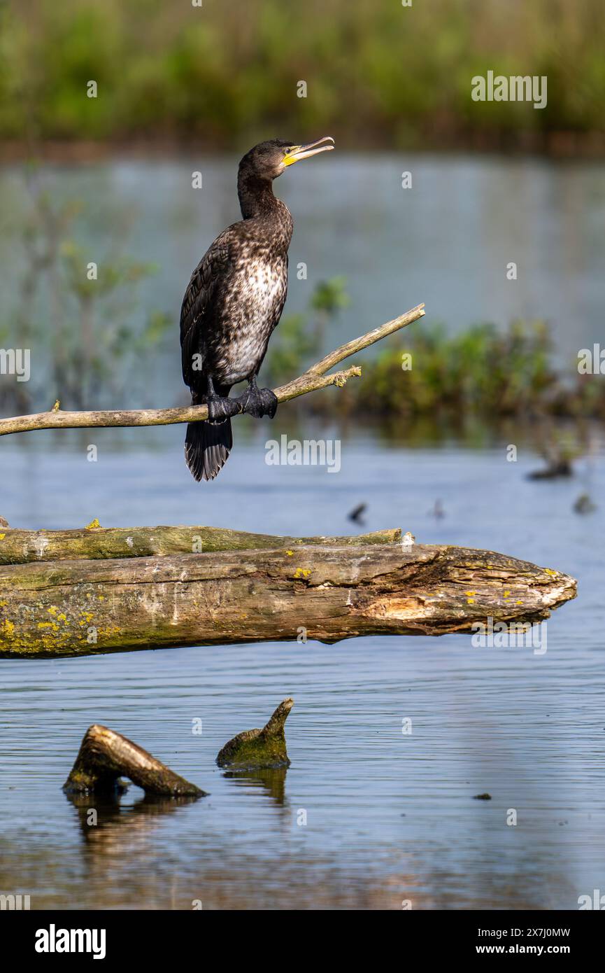 Großer Kormoran (Phalacrocorax carbo) Jungtier, der im Frühjahr auf einem Zweig über dem Wasser des Teiches thront Stockfoto