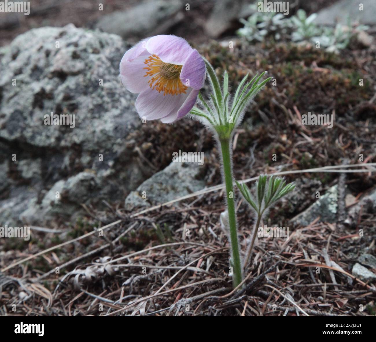 Pasqueflower (Anemone patens) lila Wildblume in den Beartooth Mountains, Montana Stockfoto