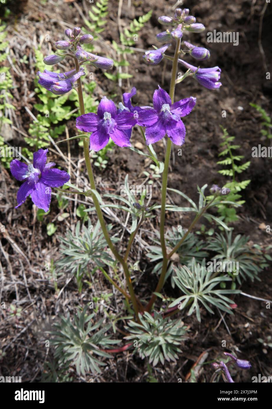 Niedrige Larkspur (Delphinium bicolor) lila Wildblume in den Tobacco Root Mountains, Montana Stockfoto