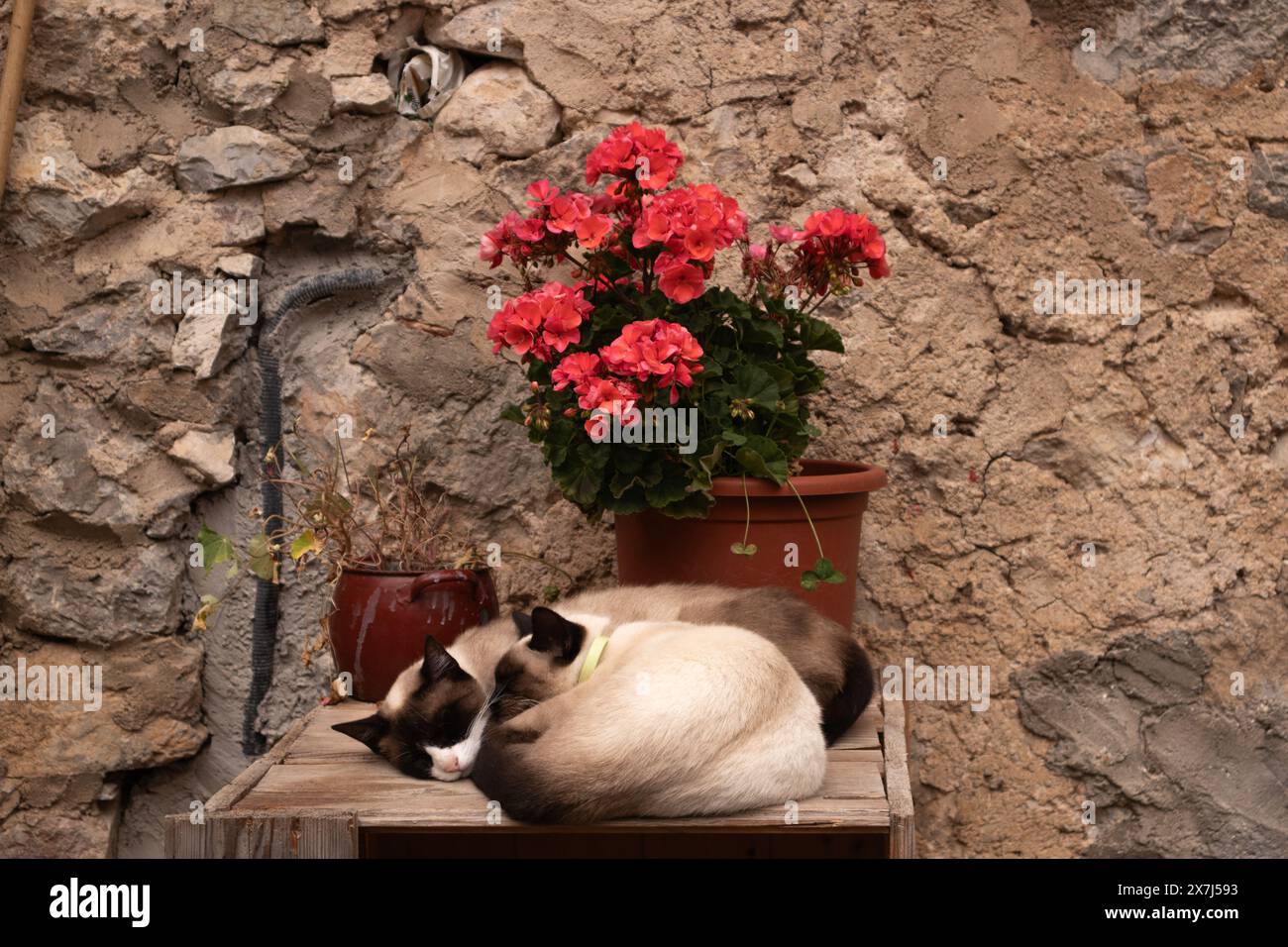 Schlafende Katzen in Bulnes, Asturien, Spaoin Stockfoto