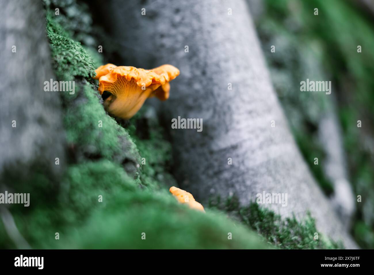 Pfifferling-Pilz im grünen Moos in einem Sommerwald. Einer der leckersten und gesündesten Speisepilze Stockfoto