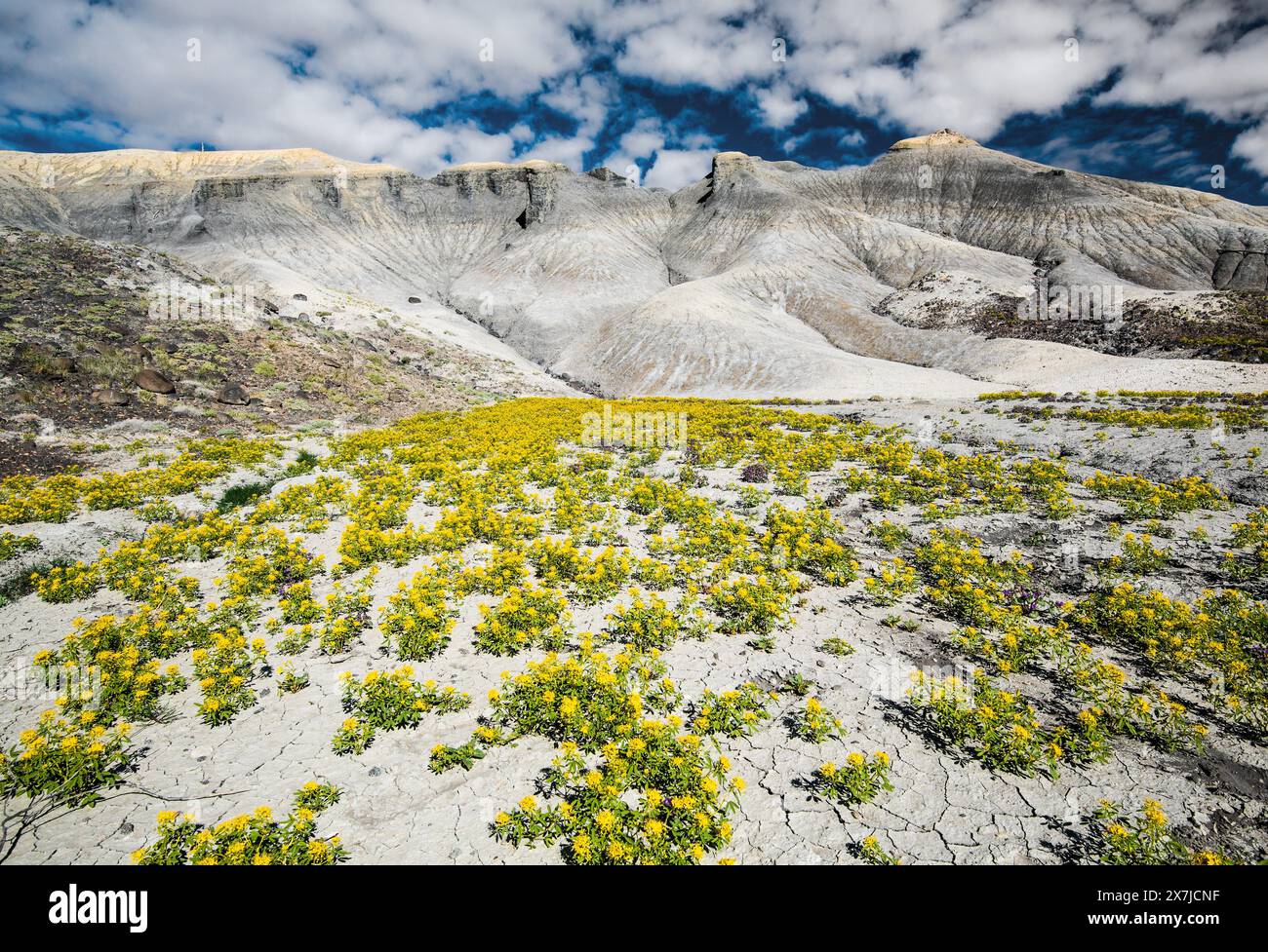 Badlands im Zentrum von Utah, USA. Jedes Frühjahr bedecken Palmer Bee Pflanzen die einsame Landschaft in der Nähe von Cainville, Utah, und schaffen einen wunderschönen Kontrast. Stockfoto