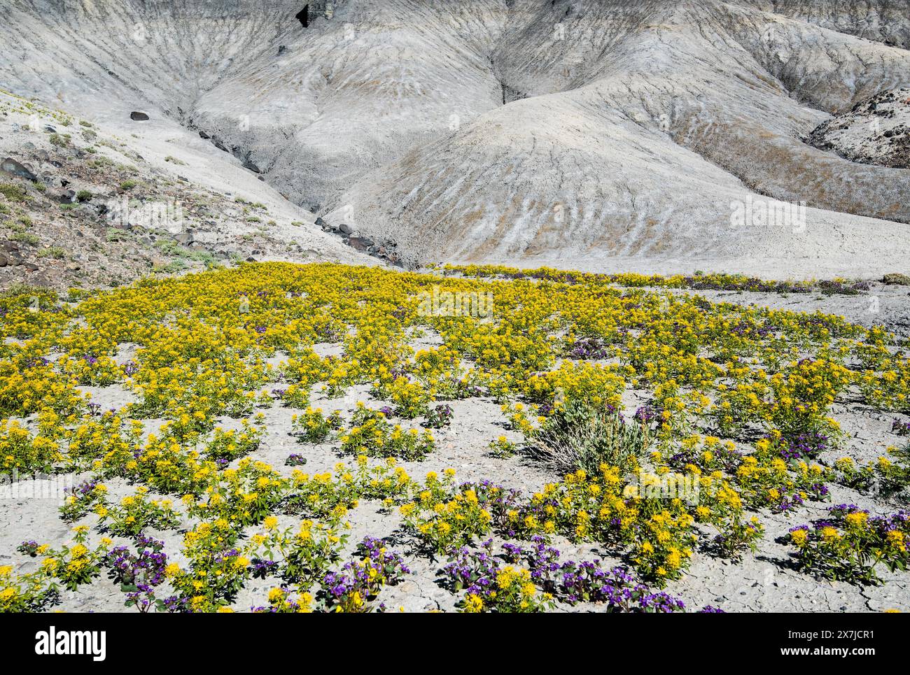 Badlands im Zentrum von Utah, USA. Jedes Frühjahr bedecken Palmer Bee Pflanzen die einsame Landschaft in der Nähe von Cainville, Utah, und schaffen einen wunderschönen Kontrast. Stockfoto