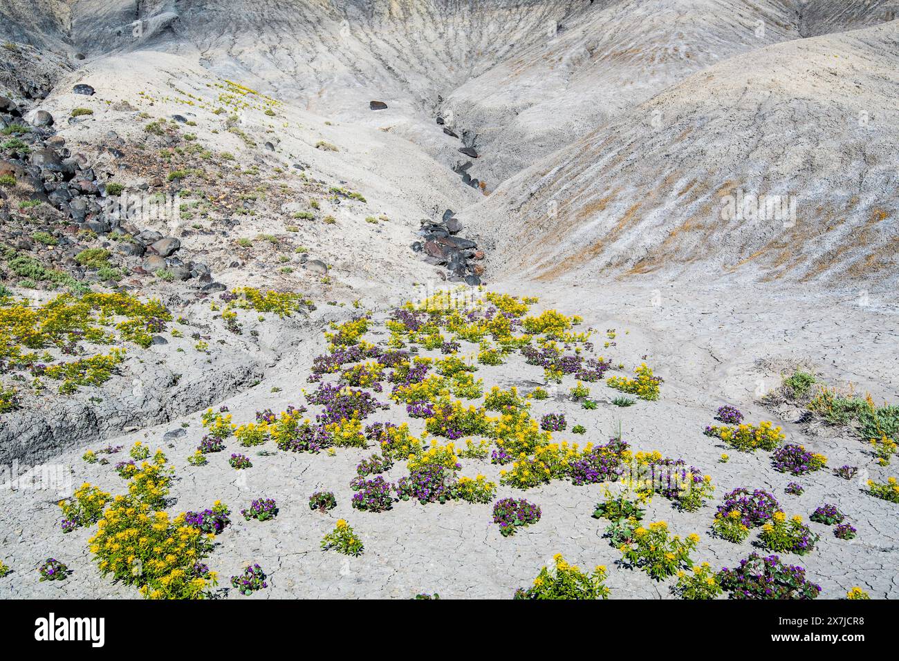 Badlands im Zentrum von Utah, USA. Jedes Frühjahr bedecken Palmer Bee Pflanzen die einsame Landschaft in der Nähe von Cainville, Utah, und schaffen einen wunderschönen Kontrast. Stockfoto