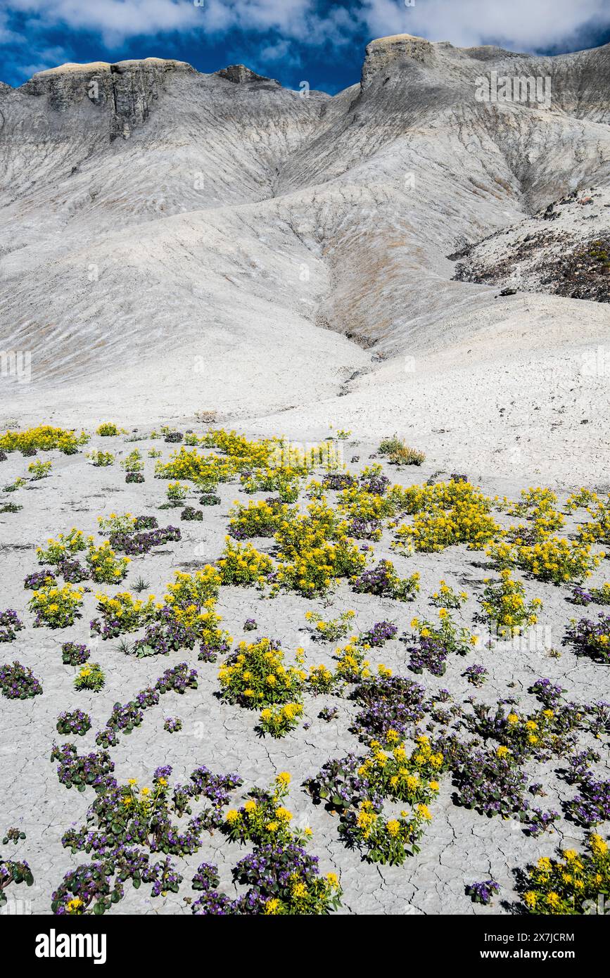 Badlands im Zentrum von Utah, USA. Jedes Frühjahr bedecken Palmer Bee Pflanzen die einsame Landschaft in der Nähe von Cainville, Utah, und schaffen einen wunderschönen Kontrast. Stockfoto