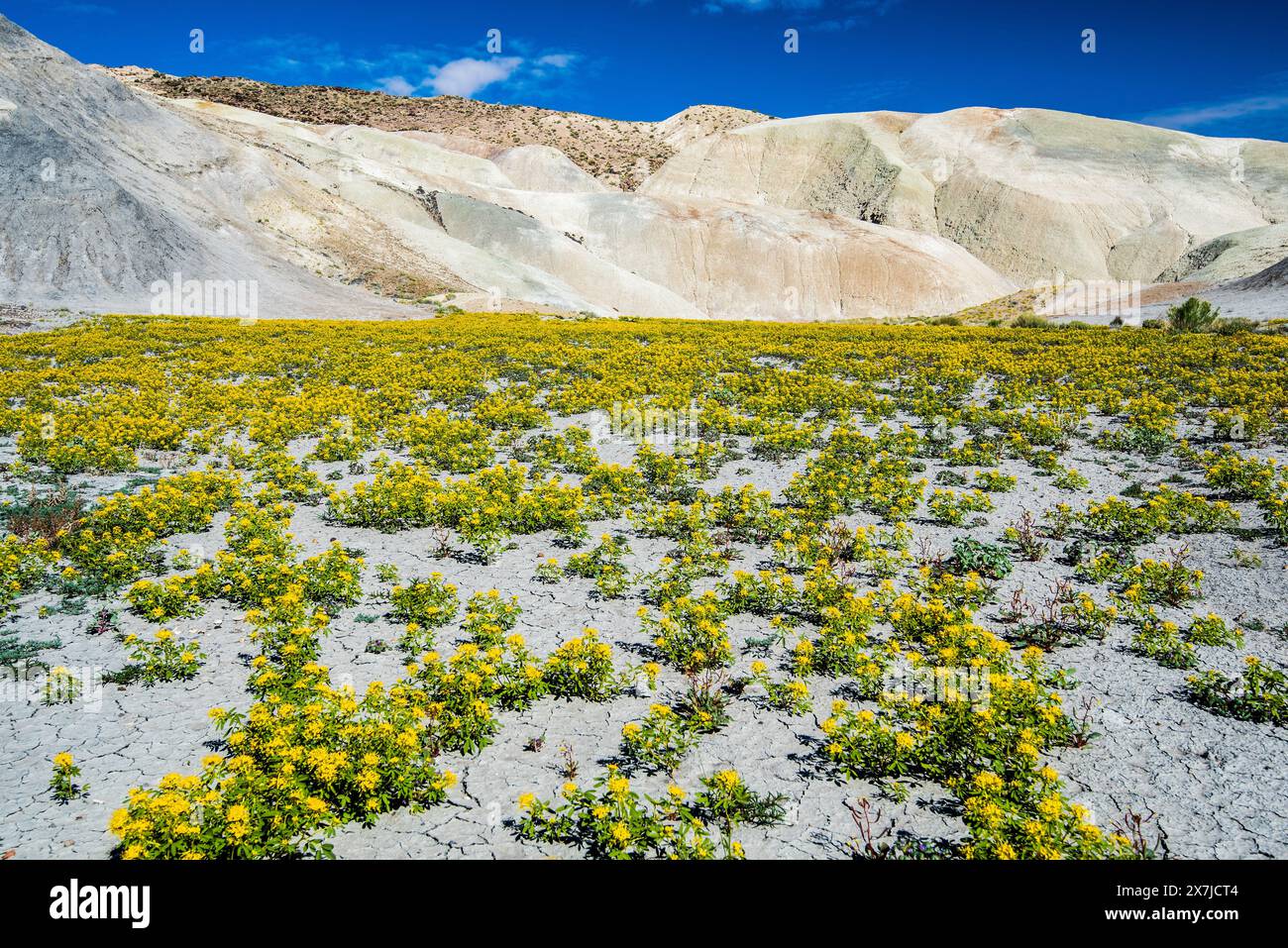 Badlands im Zentrum von Utah, USA. Jedes Frühjahr bedecken Palmer Bee Pflanzen die einsame Landschaft in der Nähe von Cainville, Utah, und schaffen einen wunderschönen Kontrast. Stockfoto