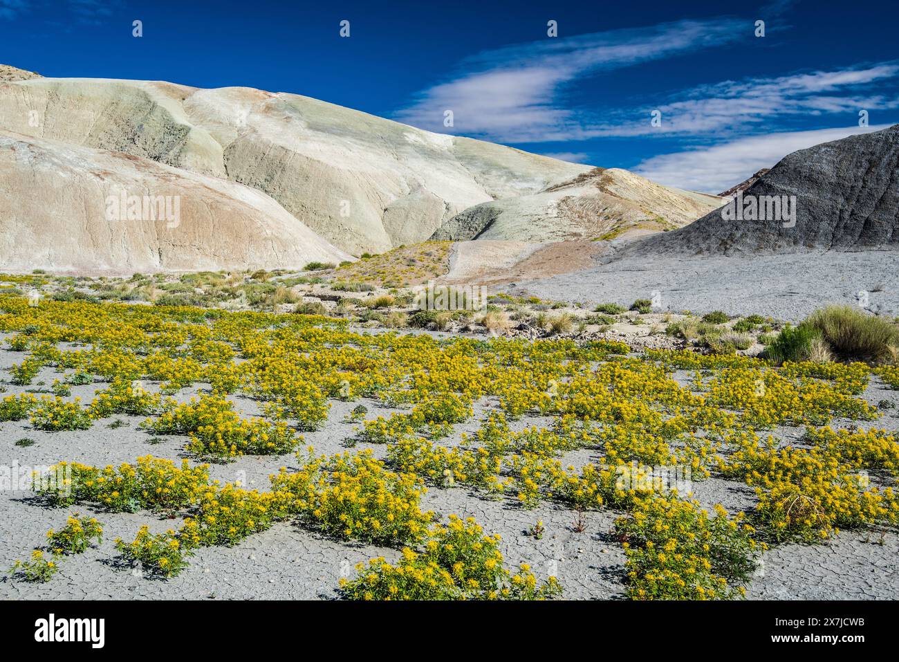 Badlands im Zentrum von Utah, USA. Jedes Frühjahr bedecken Palmer Bee Pflanzen die einsame Landschaft in der Nähe von Cainville, Utah, und schaffen einen wunderschönen Kontrast. Stockfoto