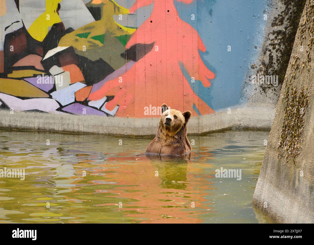 Der eurasische Braunbär Ursus arctos arctos im Wasser mit einem Bad in Gefangenschaft in seinem Betongehege mit Gemälden im Sofia Zoo, Sofia Bulgarien Stockfoto