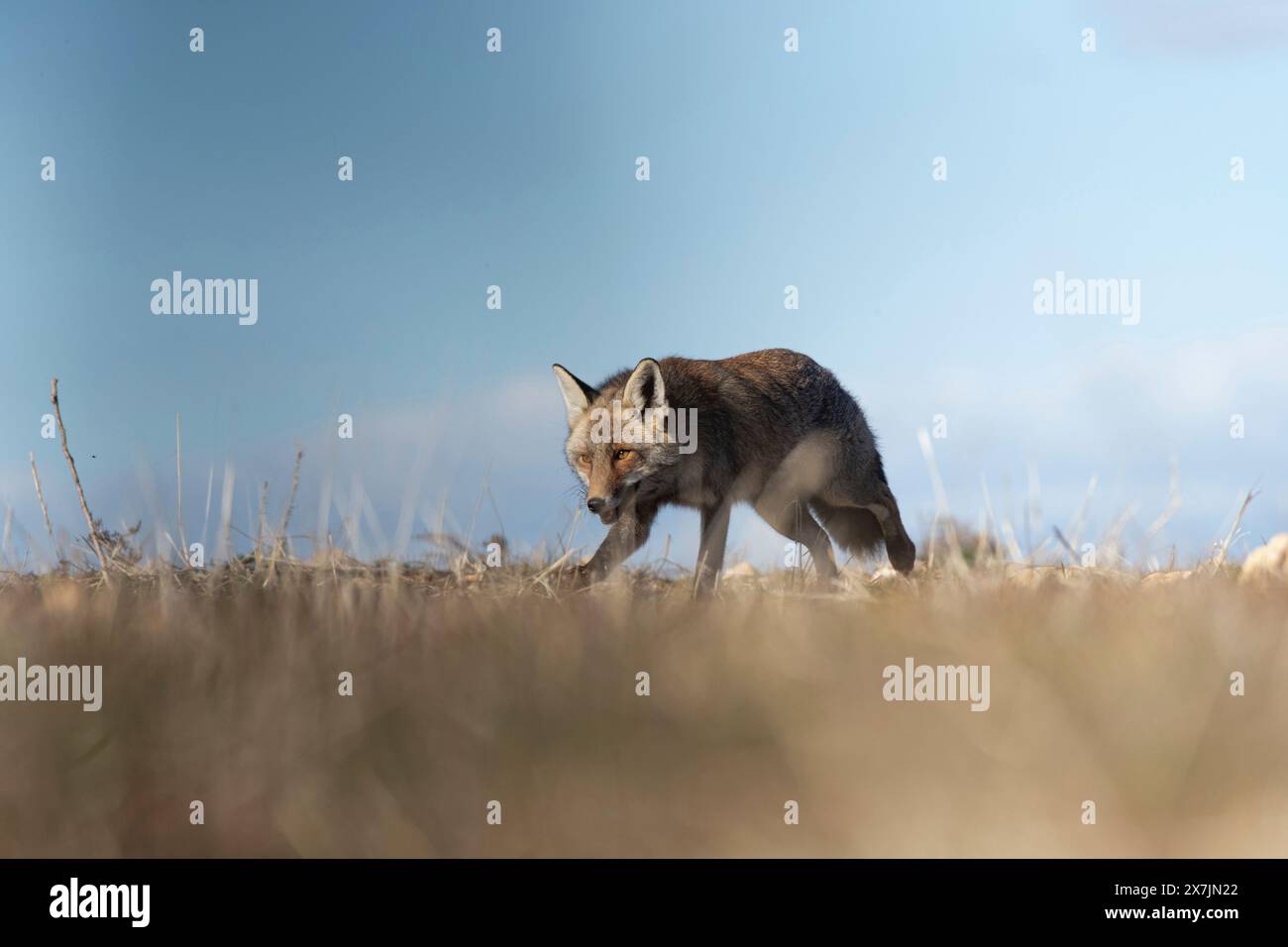 Rotfuchsjagd am Morgen, Spanien Stockfoto