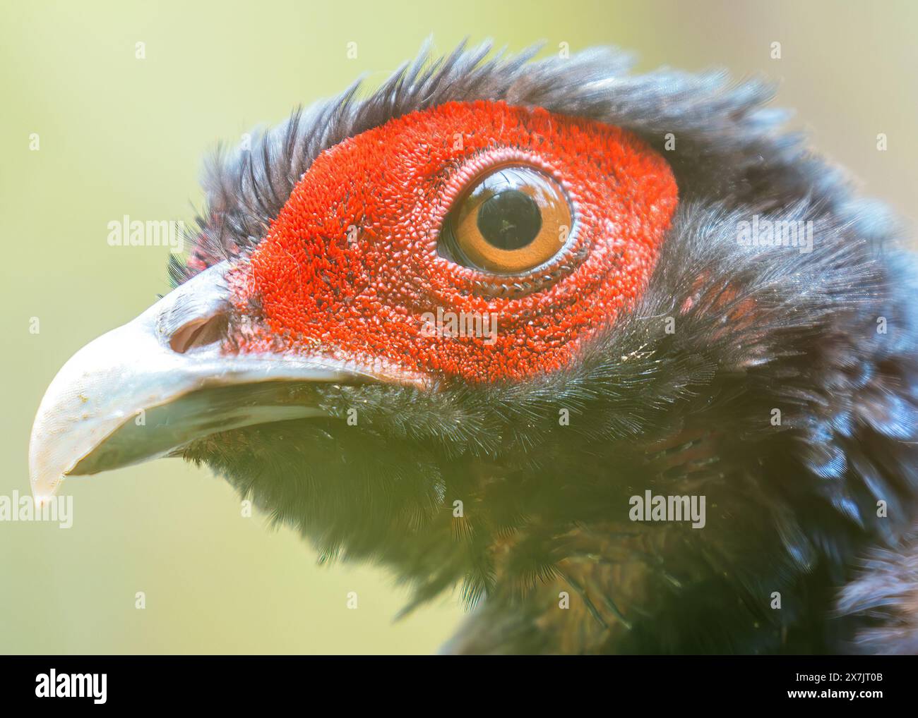 Der Kalij Fasan, der im Himalaya beheimatet ist, ernährt sich von Samen, Insekten und Beeren. Dieses Foto zeigt sein markantes Gefieder in Nepal. Stockfoto