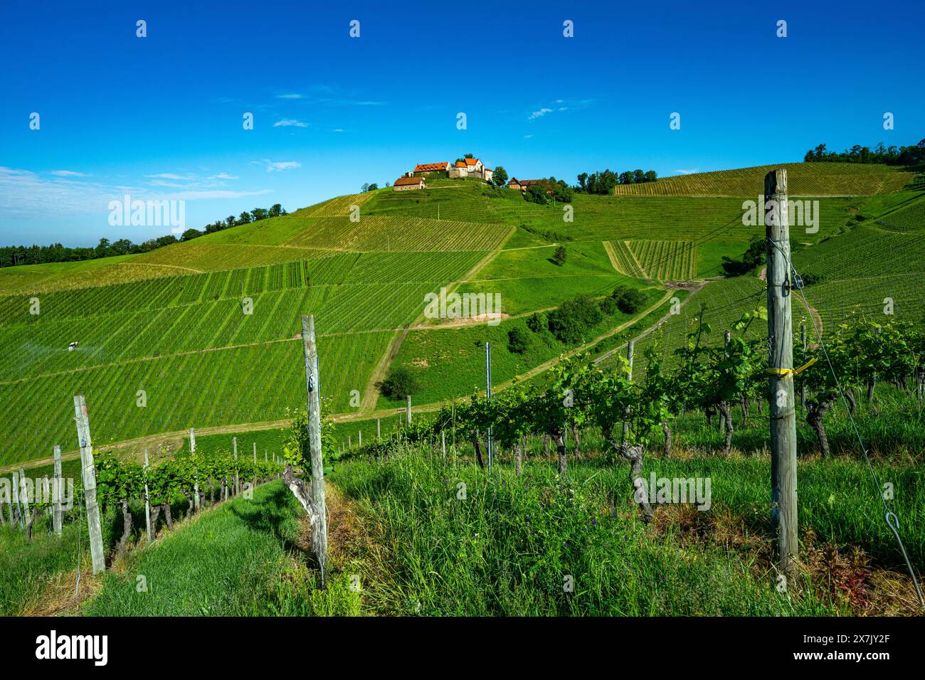 Blick auf Schloss Staufenberg in der Mitte von Weinbergen in der Nähe des Dorfes Durbach Ortenau, Baden Württemberg, Deutschland Stockfoto