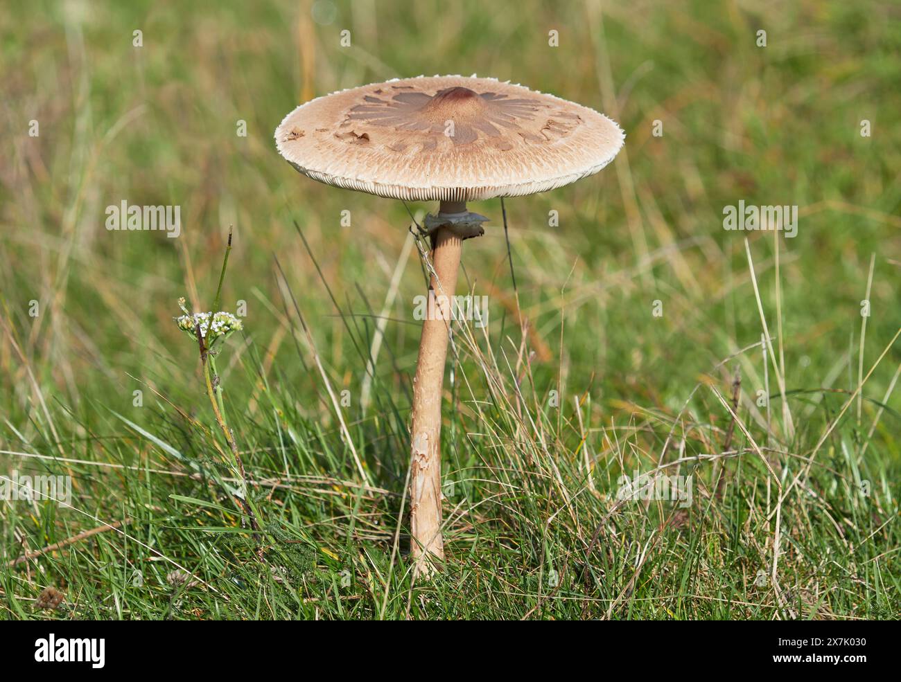 Sonnenschirmpilz auf einer Weide im Herbst, Macrolepiota procera Stockfoto