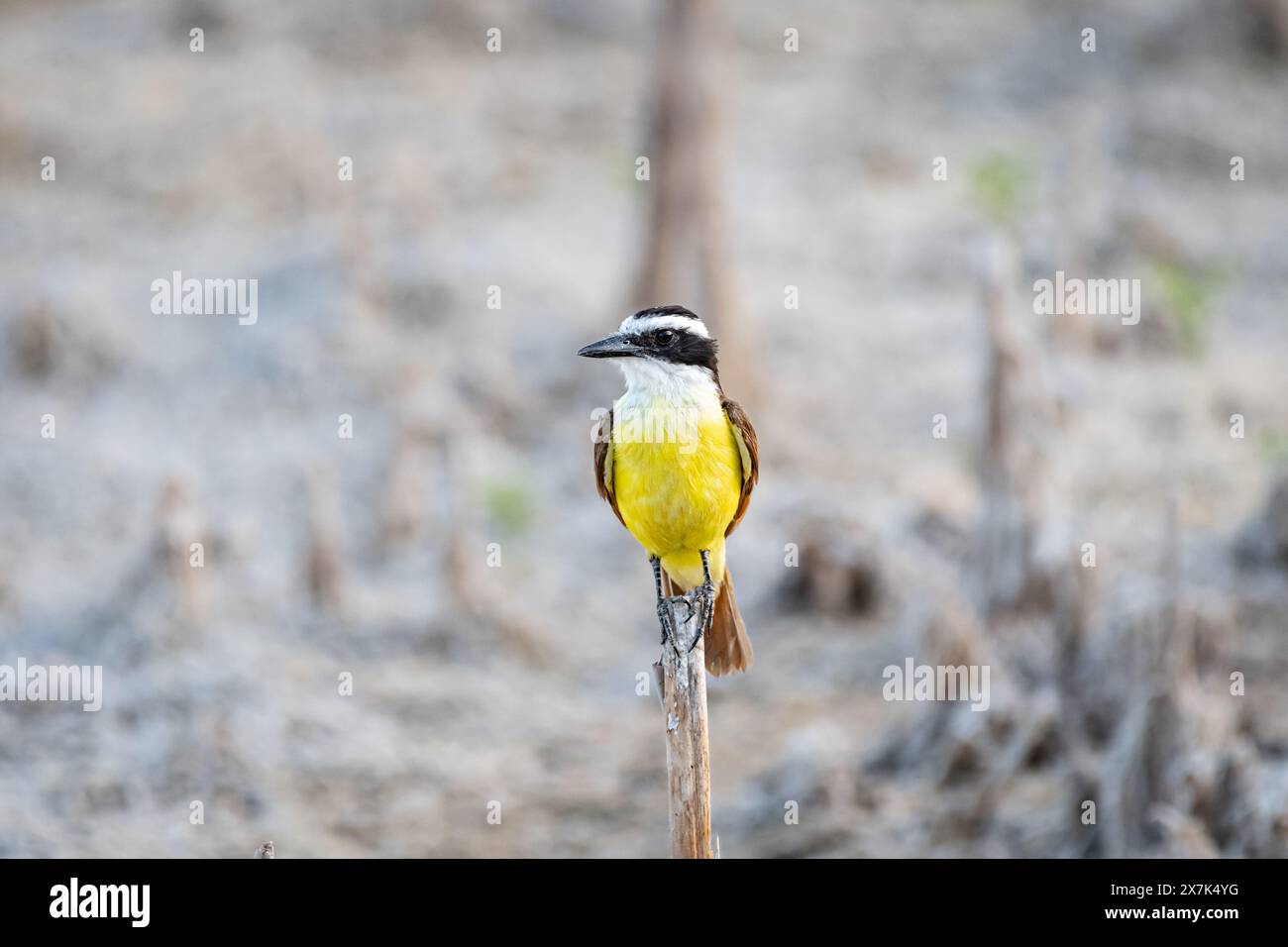 Nahaufnahme eines großen Kiskadee-Vogels (Pitangus suluratus), der am Rande eines Zweiges steht. Gelber Vogel mit weißem Kopf und schwarzen Streifen. Backgr Stockfoto