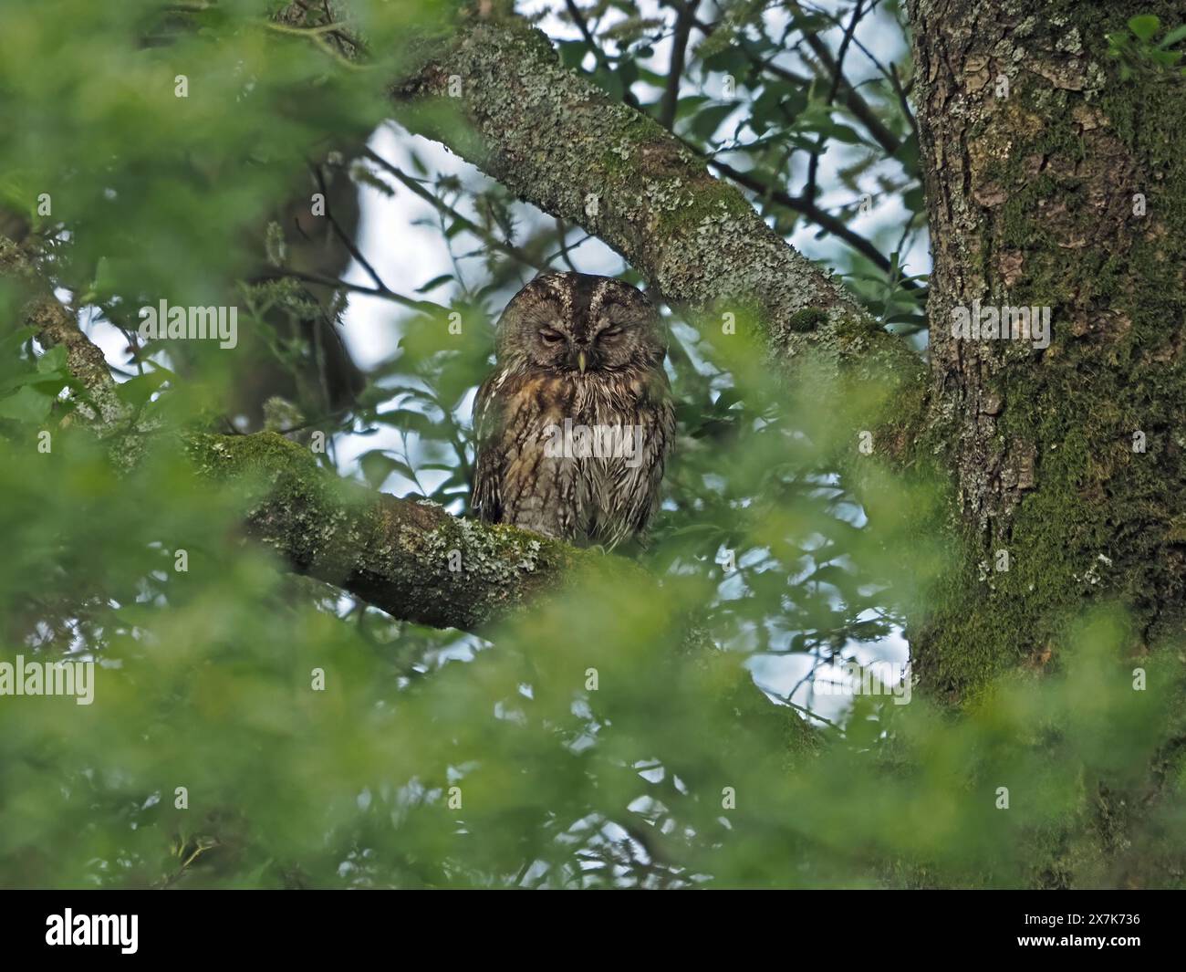 Getarnte Tawny Owl alias Brown Eulen (Strix aluco) bei Tageslicht auf einem Zweig einer Weide im RSPB Leighton Moss, Lancashire UK Stockfoto
