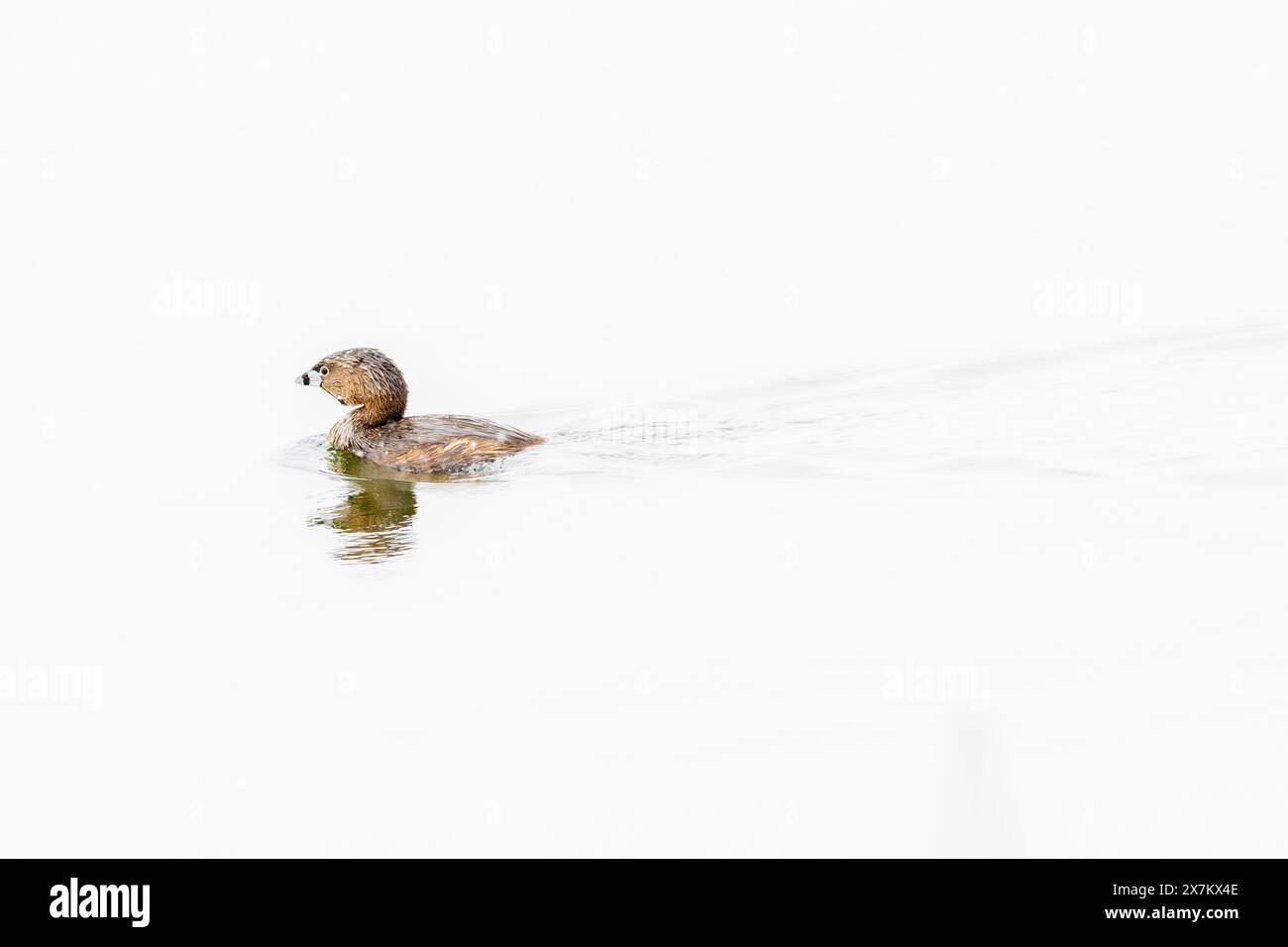 rattenschnabel - Podilymbus Podiceps Rattenschnabel Wasservögel schwimmen Wasservögel im Teichsee Stockfoto