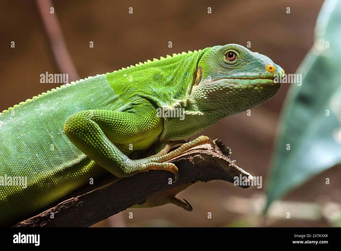 Fidschi-Leguan (Brachylophus fasciatus) im Terrarium, Zoo Nürnberg, Nürnberg, Mittelfranken, Bayern, Deutschland Stockfoto