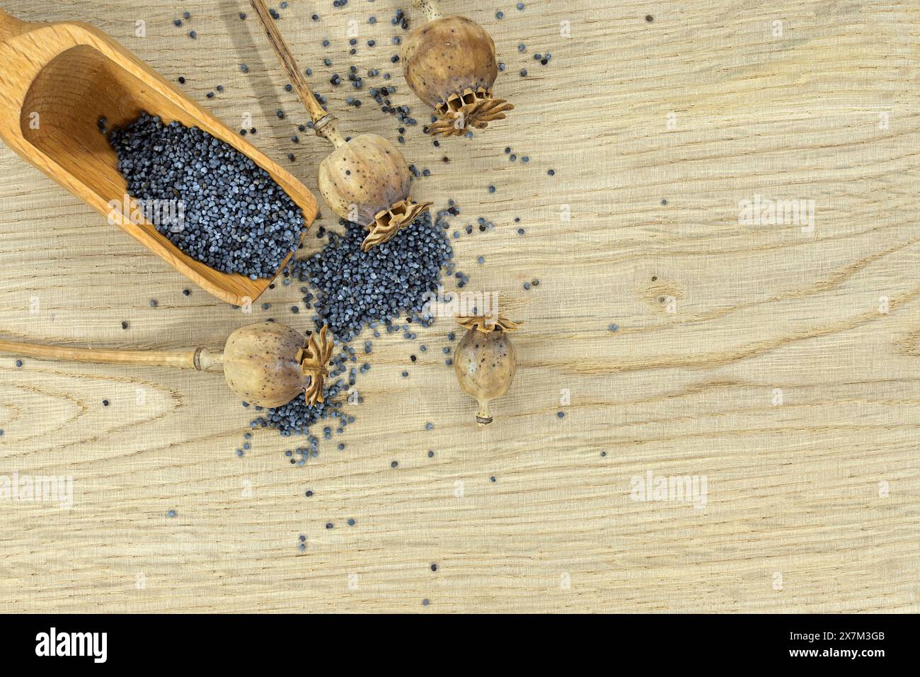 Holzlöffel gefüllt mit Mohnsamen und mehreren getrockneten Mohnschoten auf einem hellen Holztisch Stockfoto