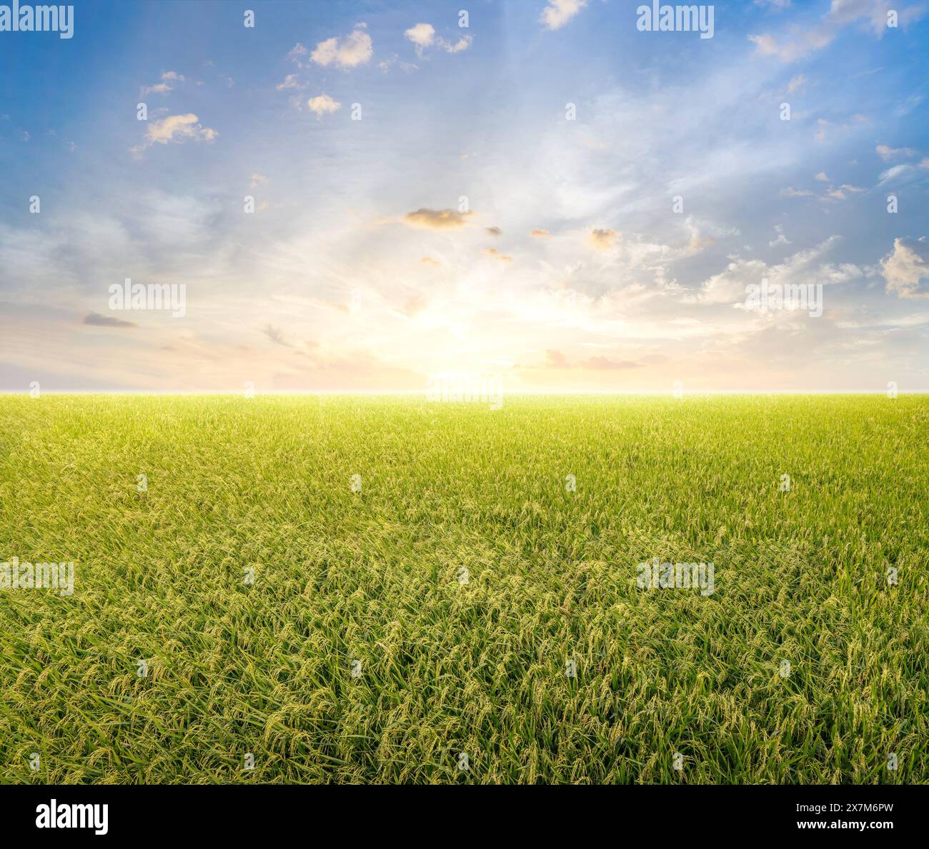 Grünes Feld mit blauem Himmelshintergrund Stockfoto
