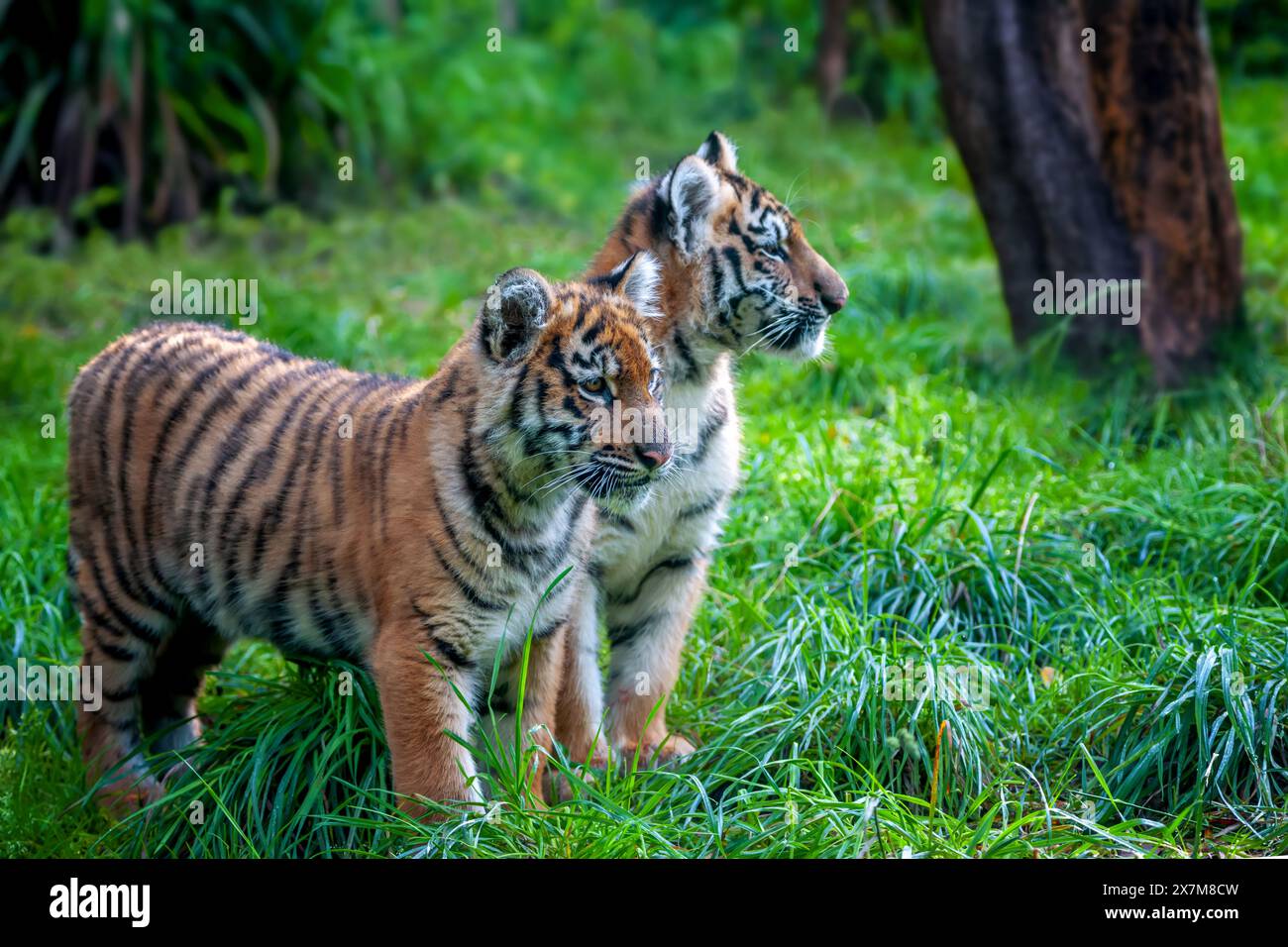 Zwei Tiger-Jungtiere in freier Wildbahn. Tier im grünen Gras. Wildkatze im natürlichen Lebensraum Stockfoto