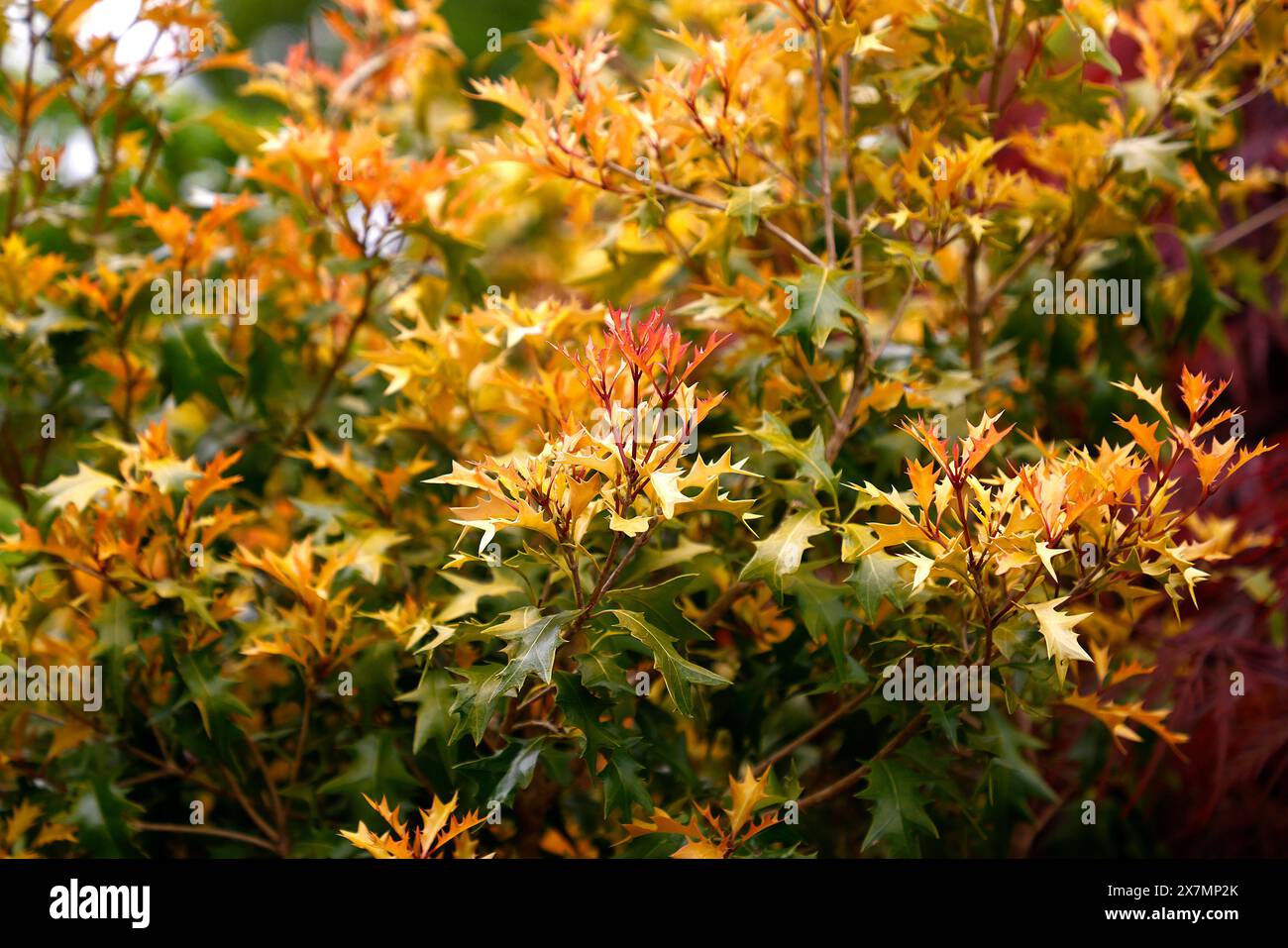 Nahaufnahme der goldgelben immergrünen Blätter des harten mehrjährigen Gartenstrauchs osmanthus heterophyllus alles Gold. Stockfoto