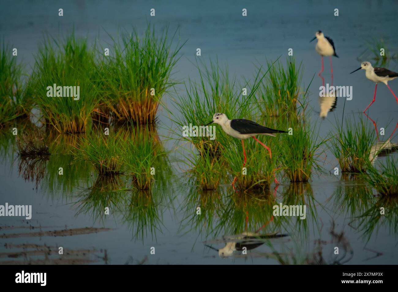 Schwarzflügelstelze (Himantopus himantopus) in typischem Lebensraum. Flacher Brackteich mit karger Vegetation. Tiefe des Stausees und Fläche des Flachwassers Stockfoto