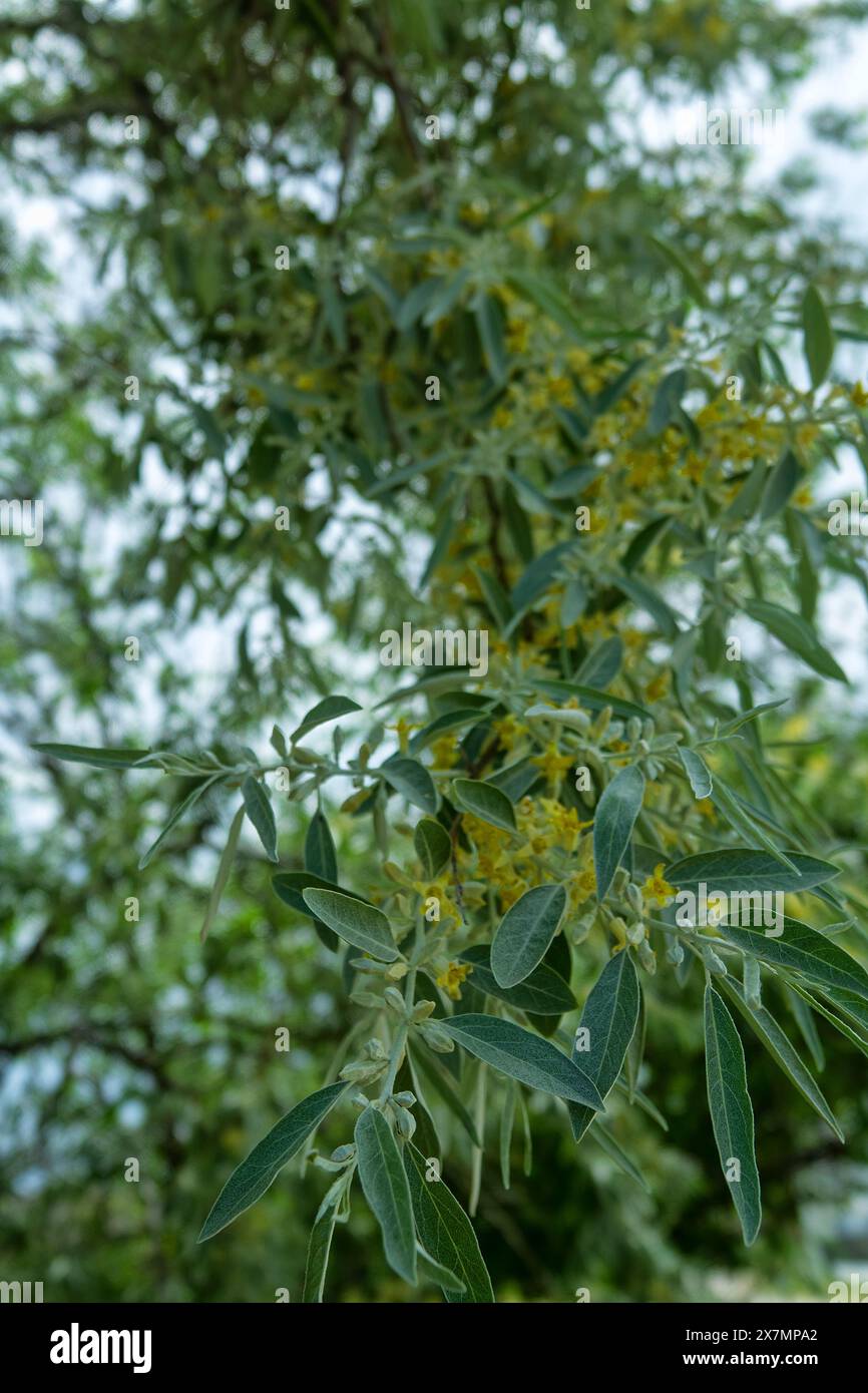 Ein blhender russischer Olivenbaum (Elaeagnus angustifolia) in einem  Waldstreifen (Schutzgrtel) zwischen der trockenen Steppe,  trockenbestndige Pflanze. Goldener Honigfluss Stockfotografie - Alamy