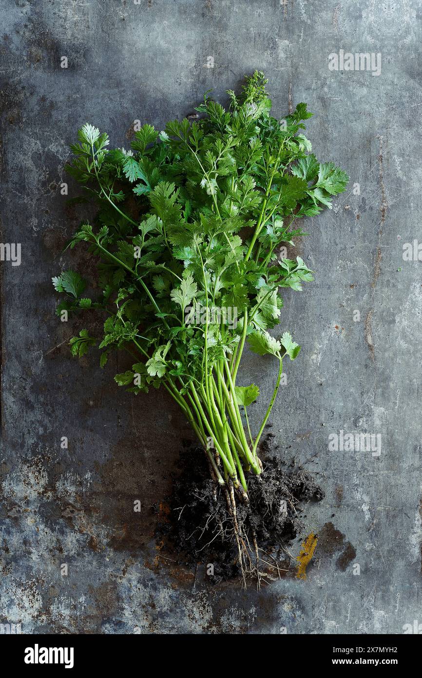Frische, grüne Korianderpflanze mit Wurzel auf grauem Hintergrund Stockfoto
