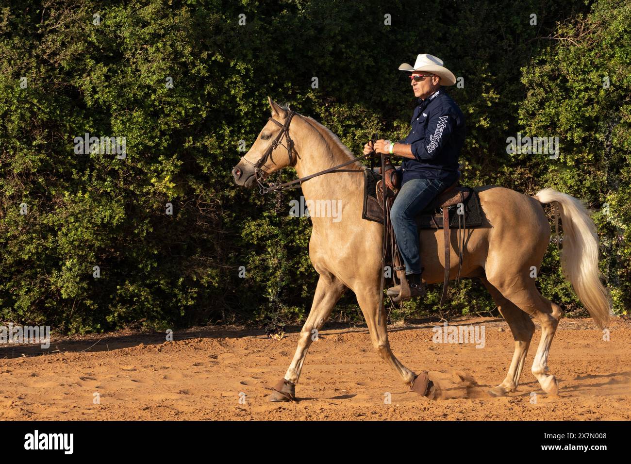 Pferd tritt Stockfoto