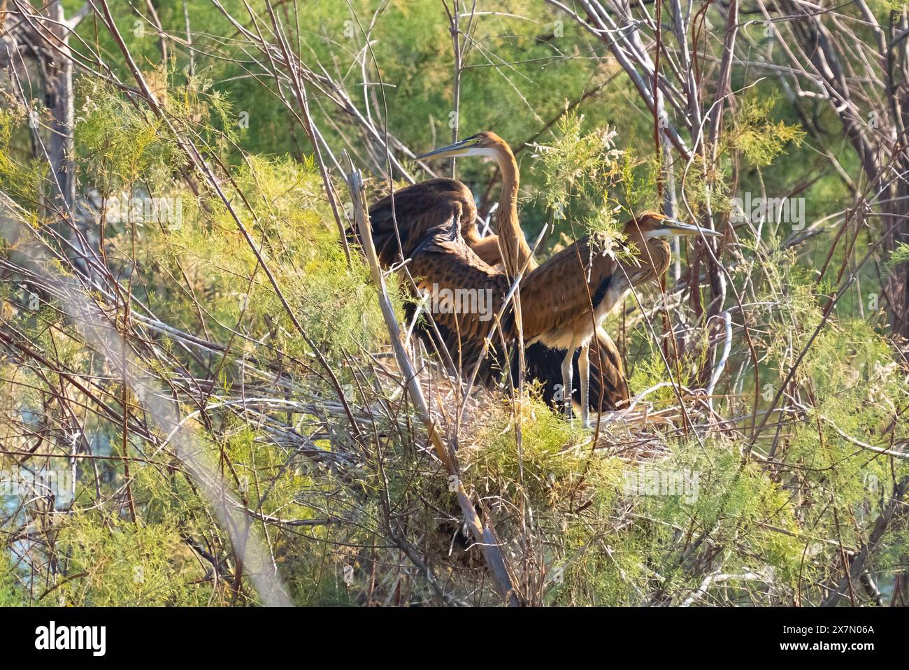 Purpurreiher (Ardea purpurea) beim Nahrungssuche. Dieser Reiher kommt in Afrika, Mittel- und Südeuropa sowie Süd- und Ostasien vor. Es steht um sich herum Stockfoto