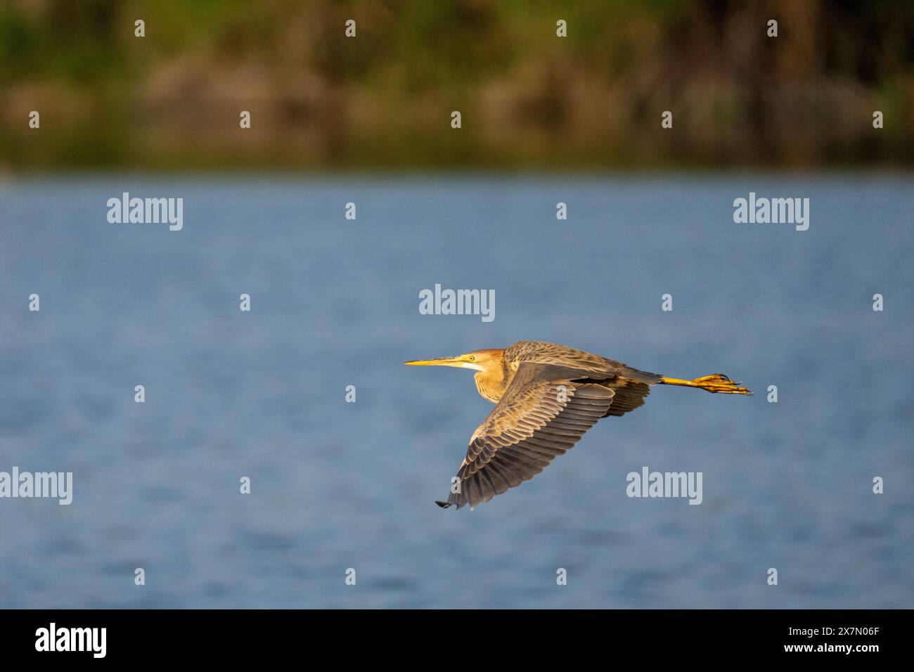 Purpurreiher (Ardea purpurea) im Flug dieser Reiher kommt in Afrika, Mittel- und Südeuropa sowie Süd- und Ostasien vor. Es steht bei Stockfoto